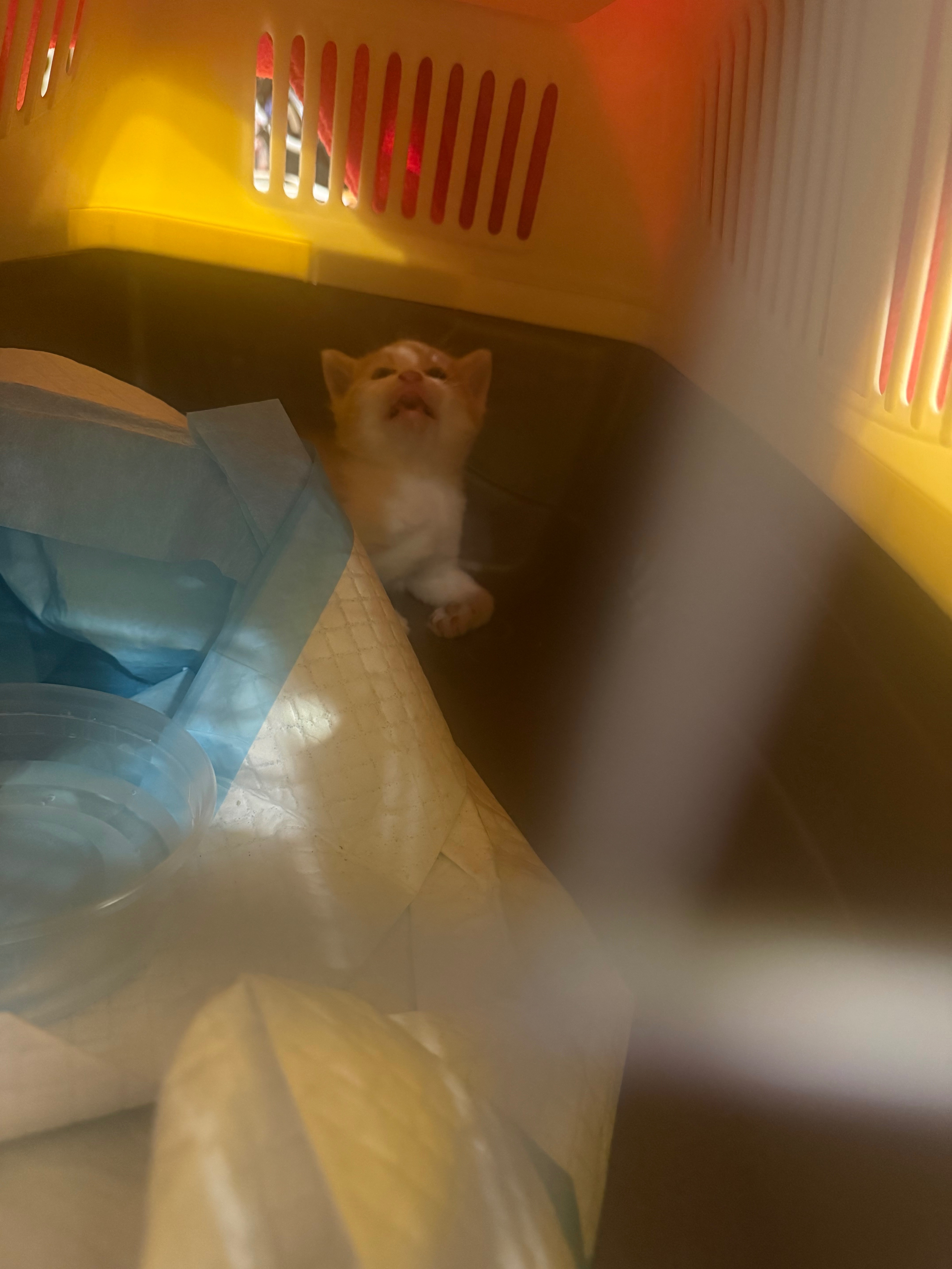Help Rescue and Care for Rockaway Strays campaign photo, 6 of 7