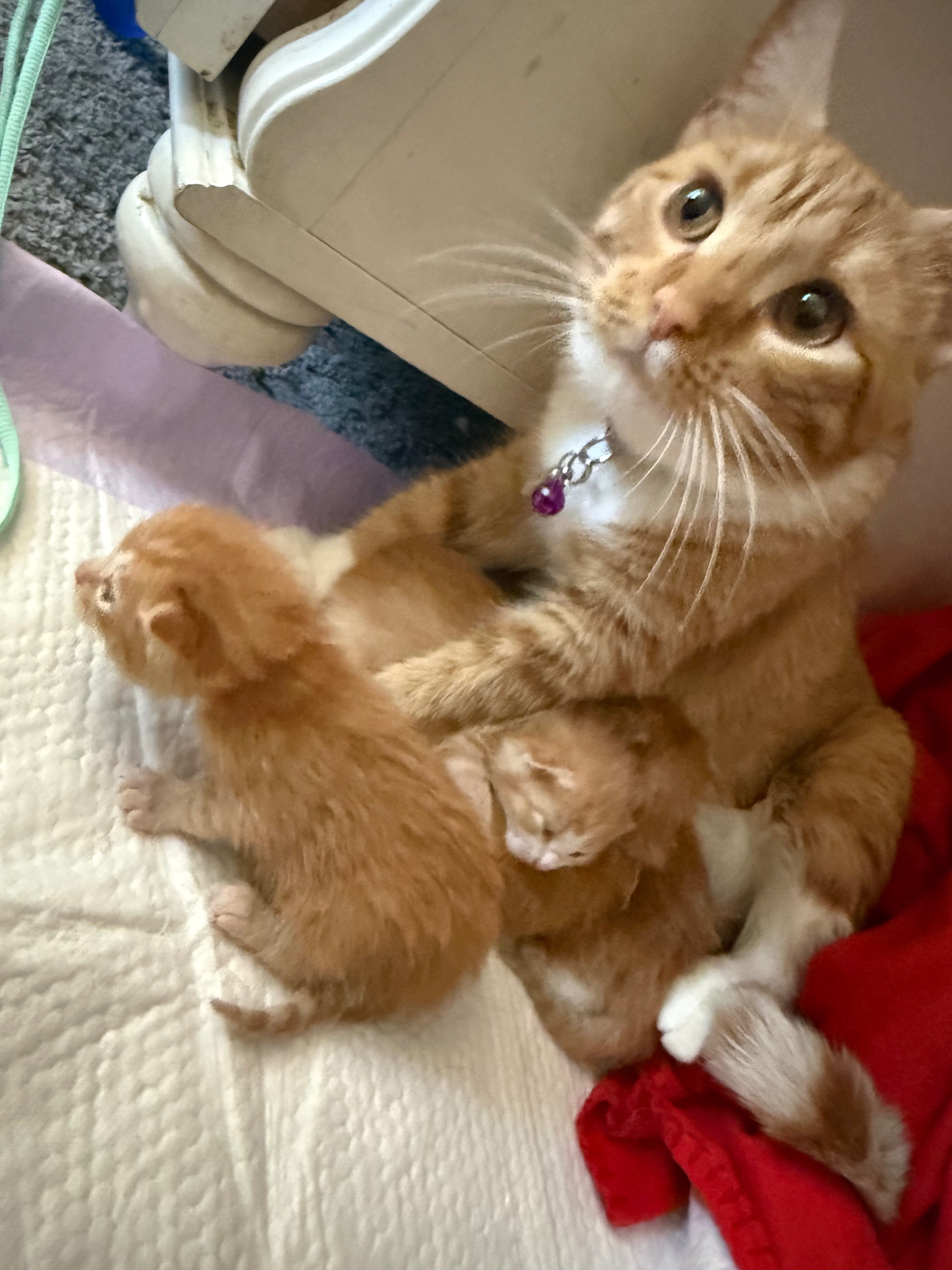 Help Rescue and Care for Rockaway Strays campaign photo, 4 of 7