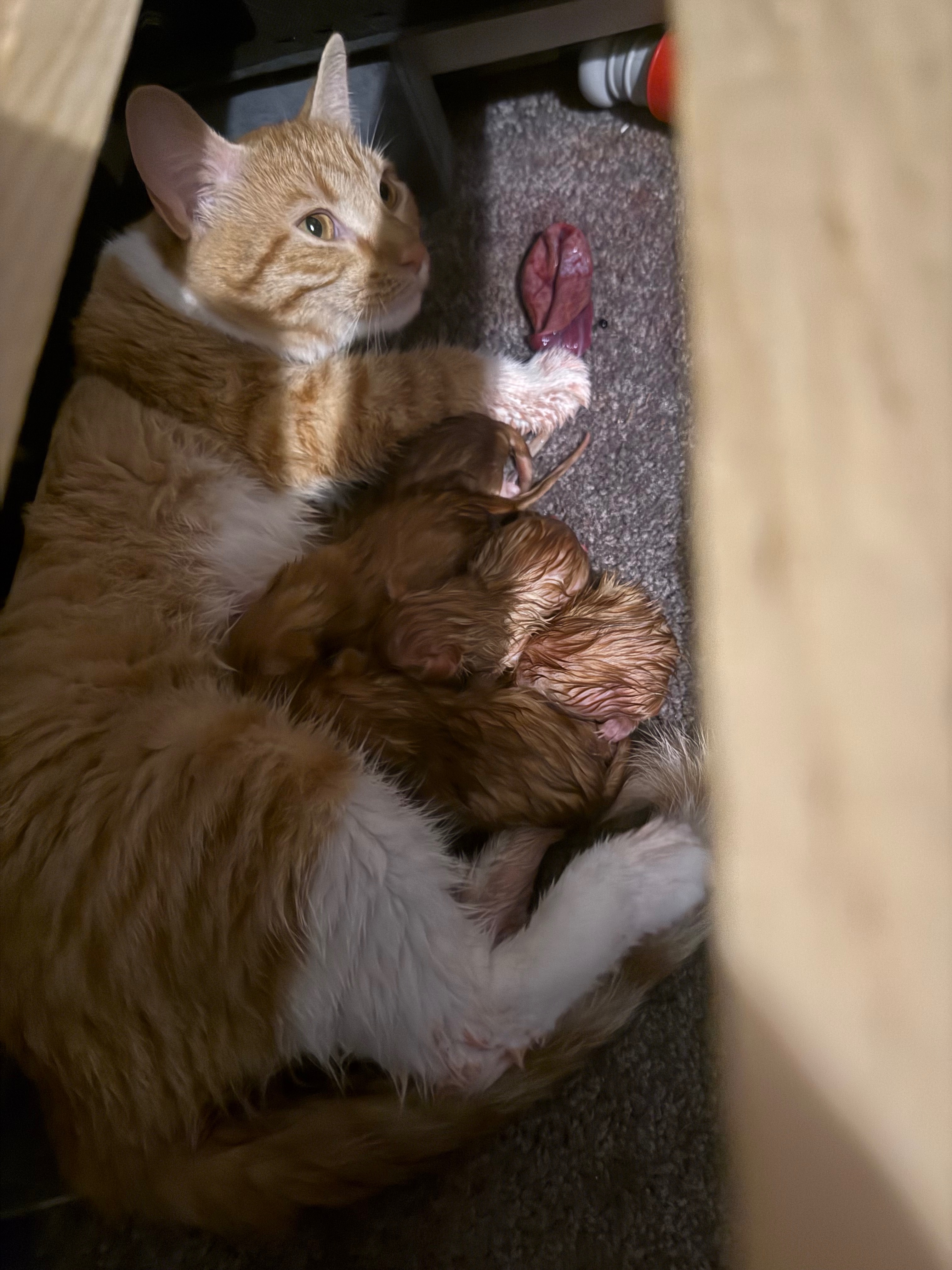 Help Rescue and Care for Rockaway Strays campaign photo, 5 of 7