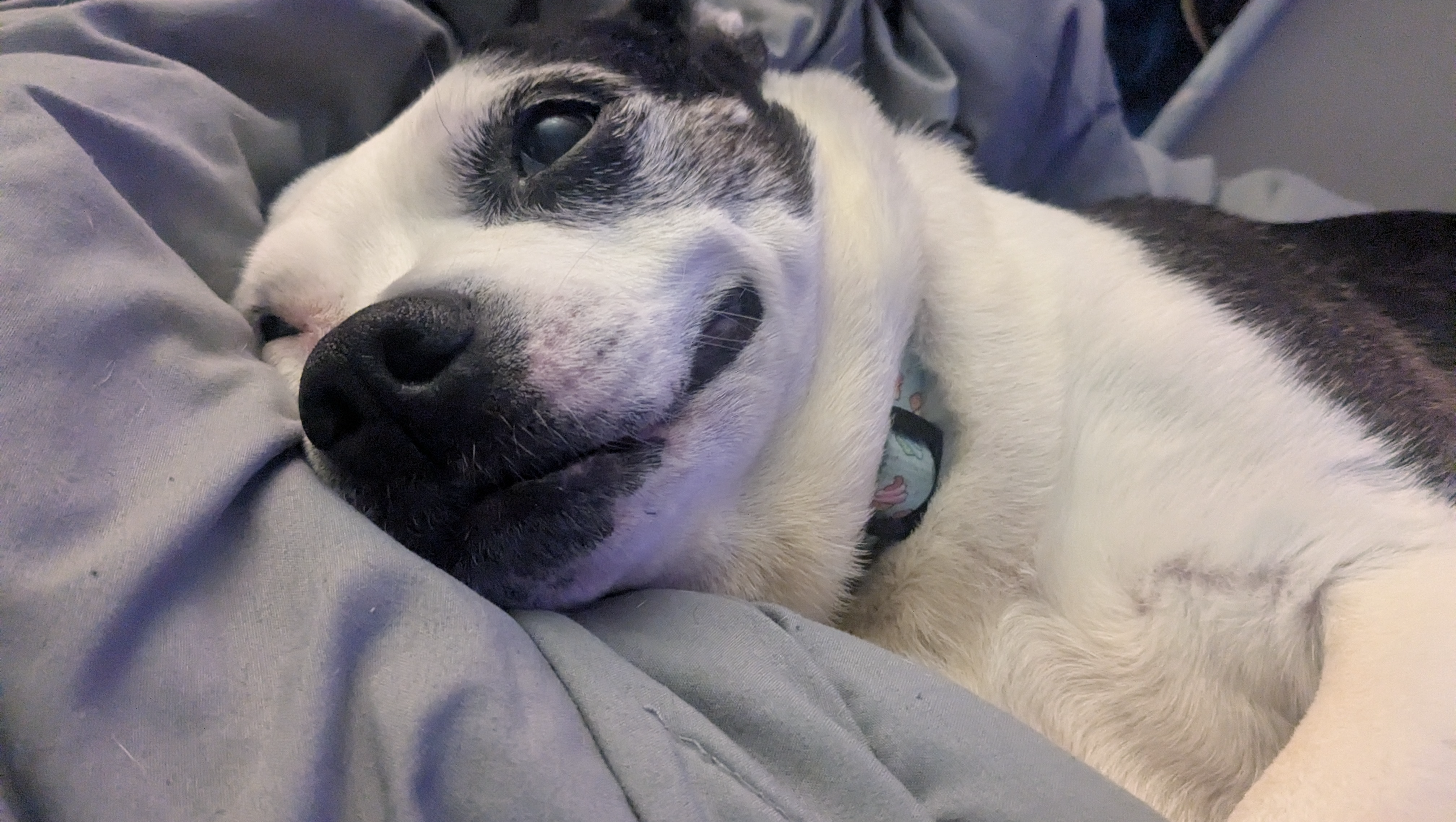 Help Bella Get Life-Saving Surgery photo