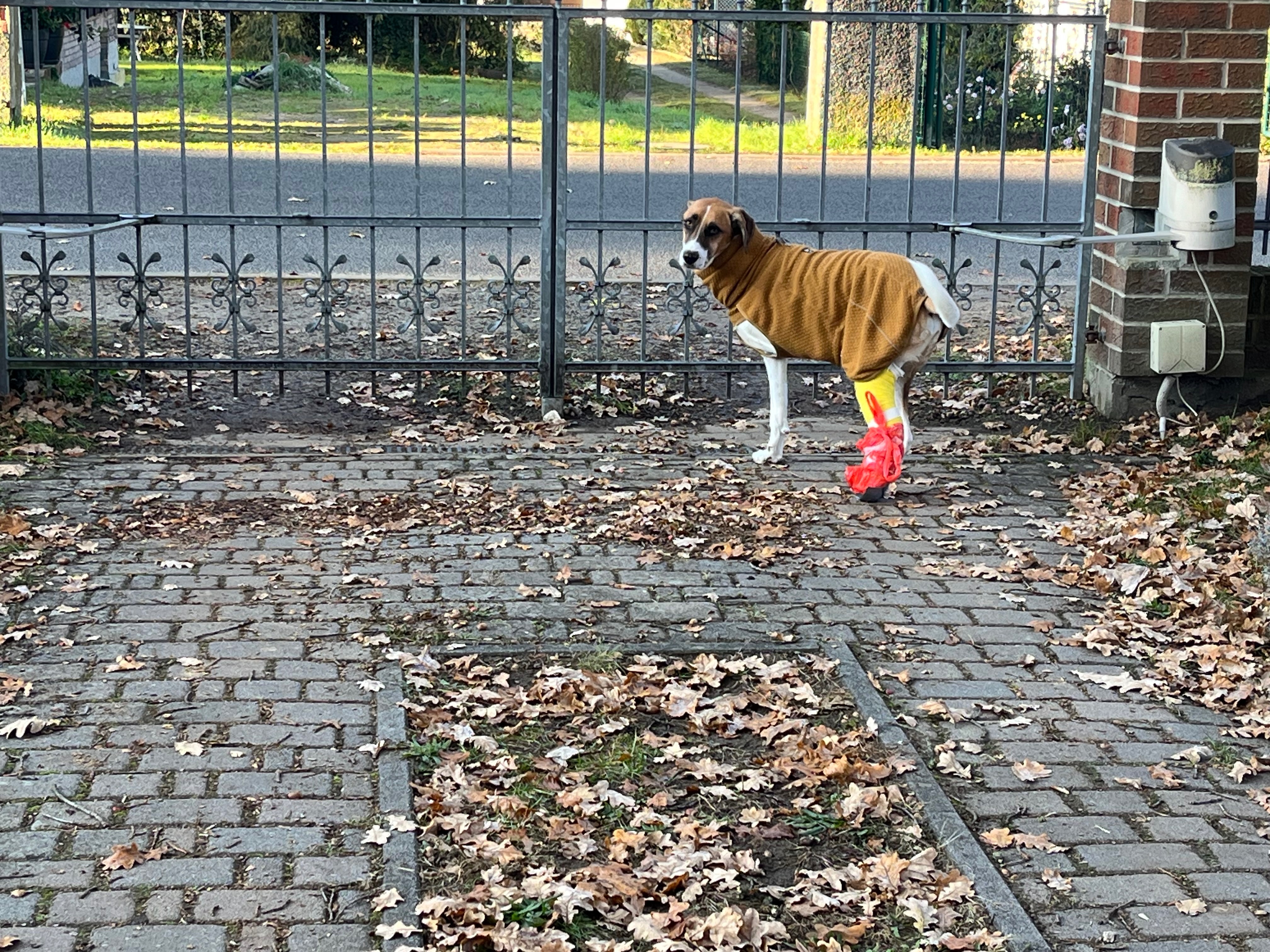 Happy Dog campaign photo, 2 of 5