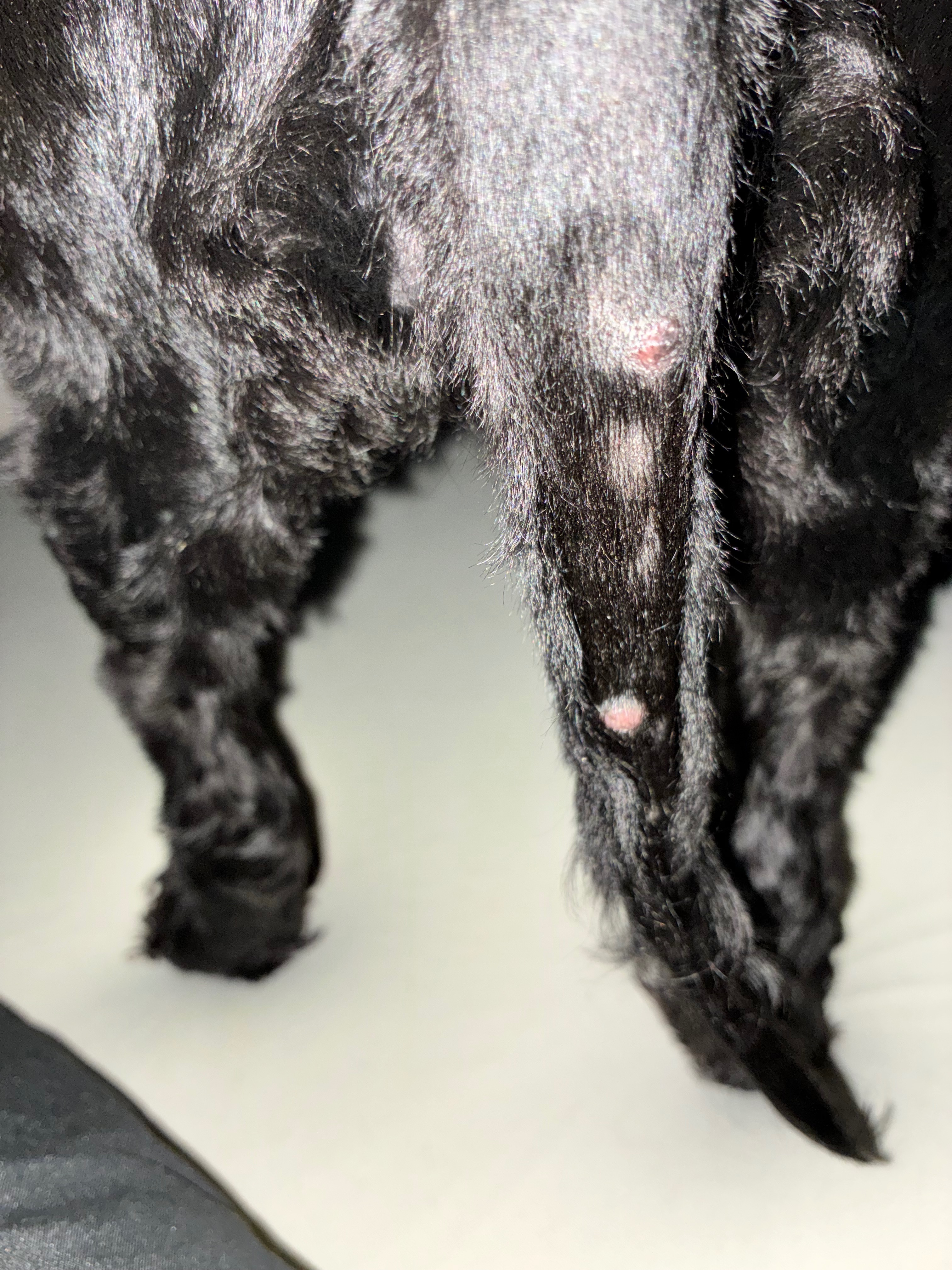 Save Lala's Tail: Donate for Surgery campaign photo, 4 of 7