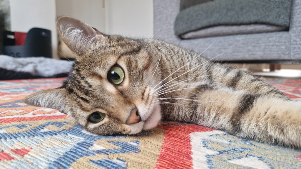 Help Romeu Fight Kidney Disease photo