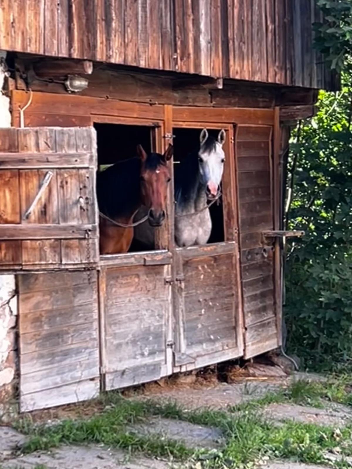 Foto van campagne Help Martina and the Al Qahira Arabian horses, 2 van 8