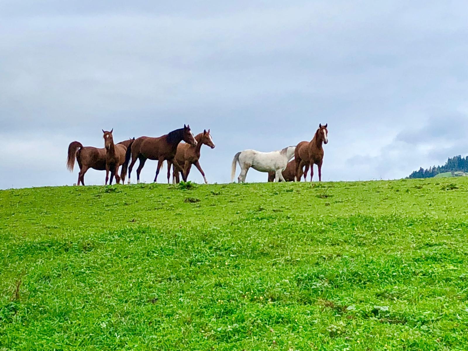 Foto van campagne Help Martina and the Al Qahira Arabian horses, 5 van 8