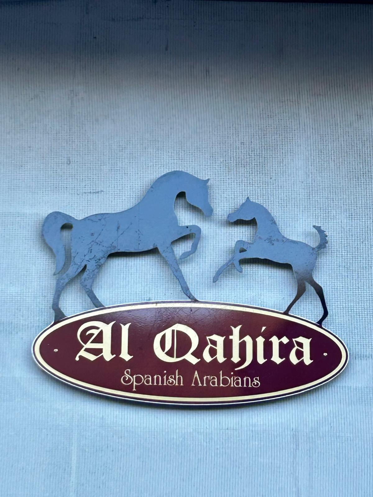 Foto van campagne Help Martina and the Al Qahira Arabian horses, 6 van 8