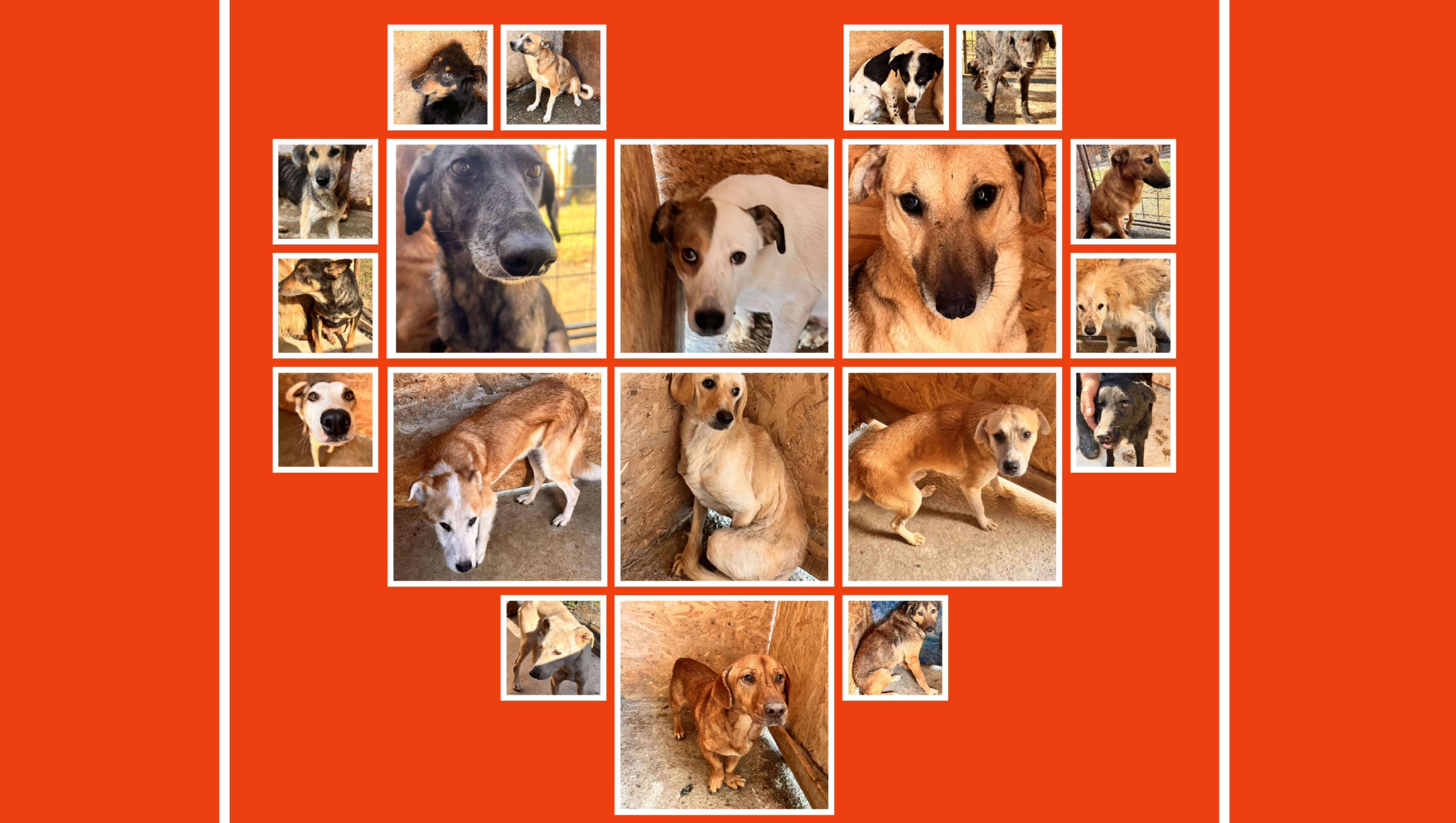 22 rumänische Hunde benötigen medizinische Hilfe und Futter photo
