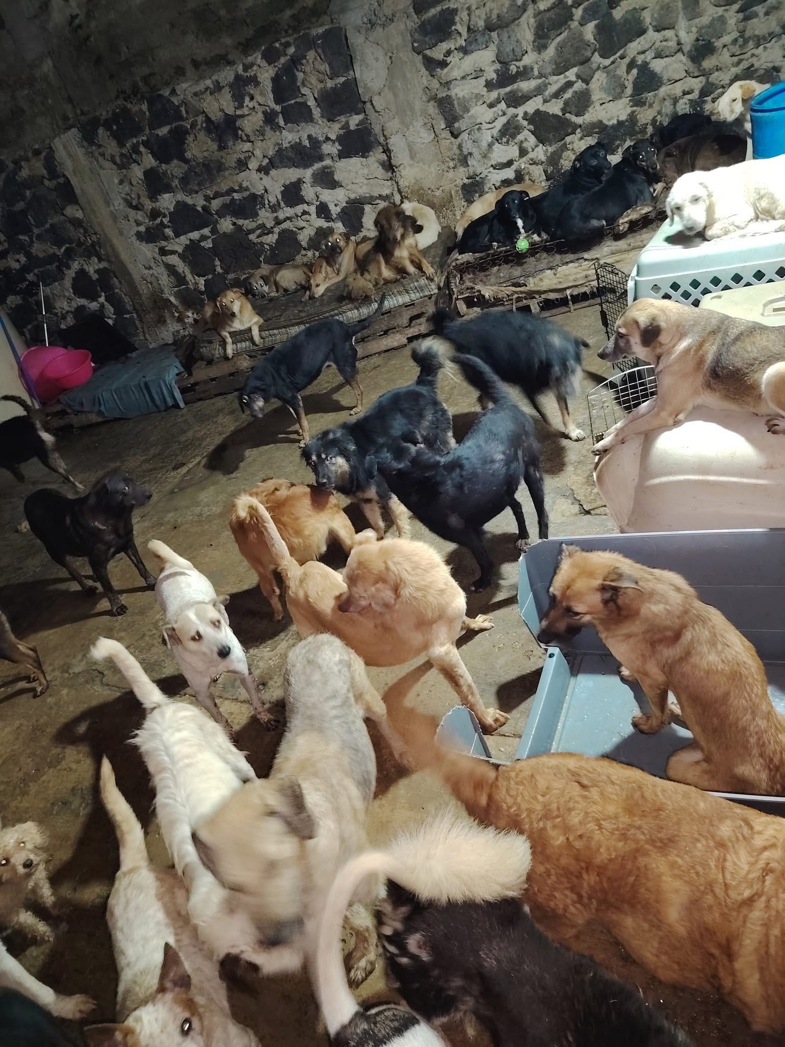 Ayúdame a ayudar más perritos vulnerables, todo suma campaign photo, 2 of 7