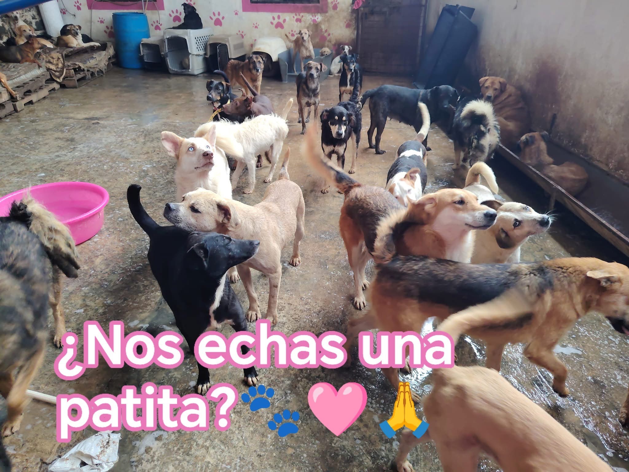 Ayúdame a ayudar más perritos vulnerables, todo suma campaign photo, 4 of 7