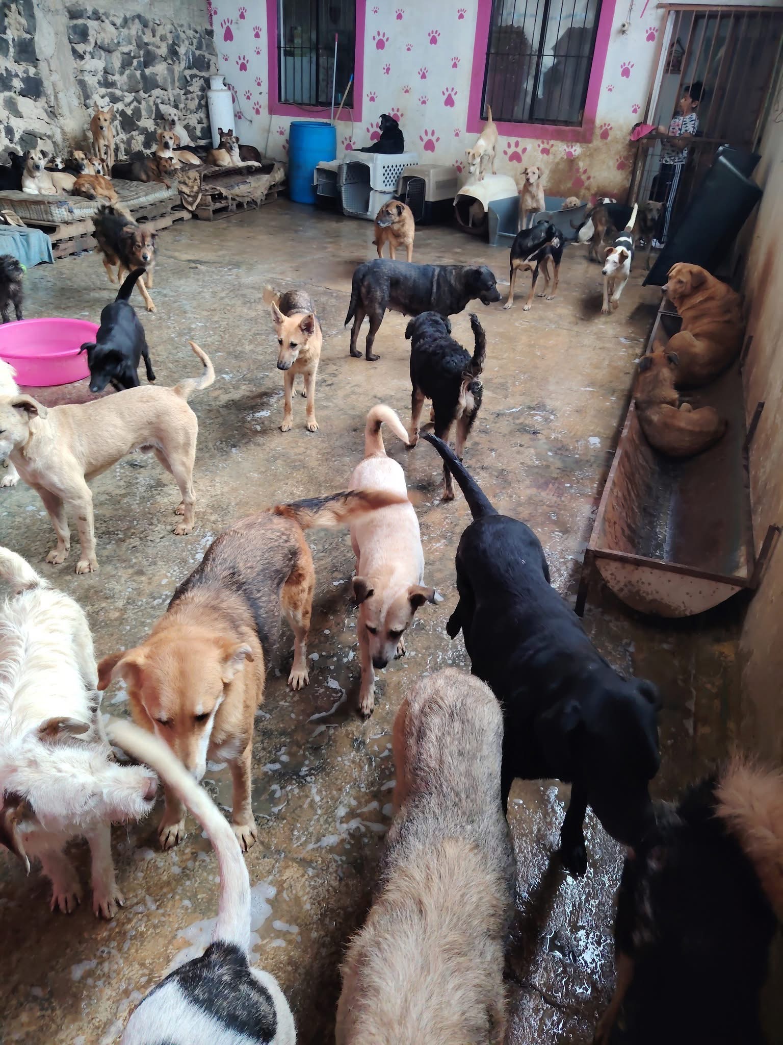 Ayúdame a ayudar más perritos vulnerables, todo suma campaign photo, 5 of 7