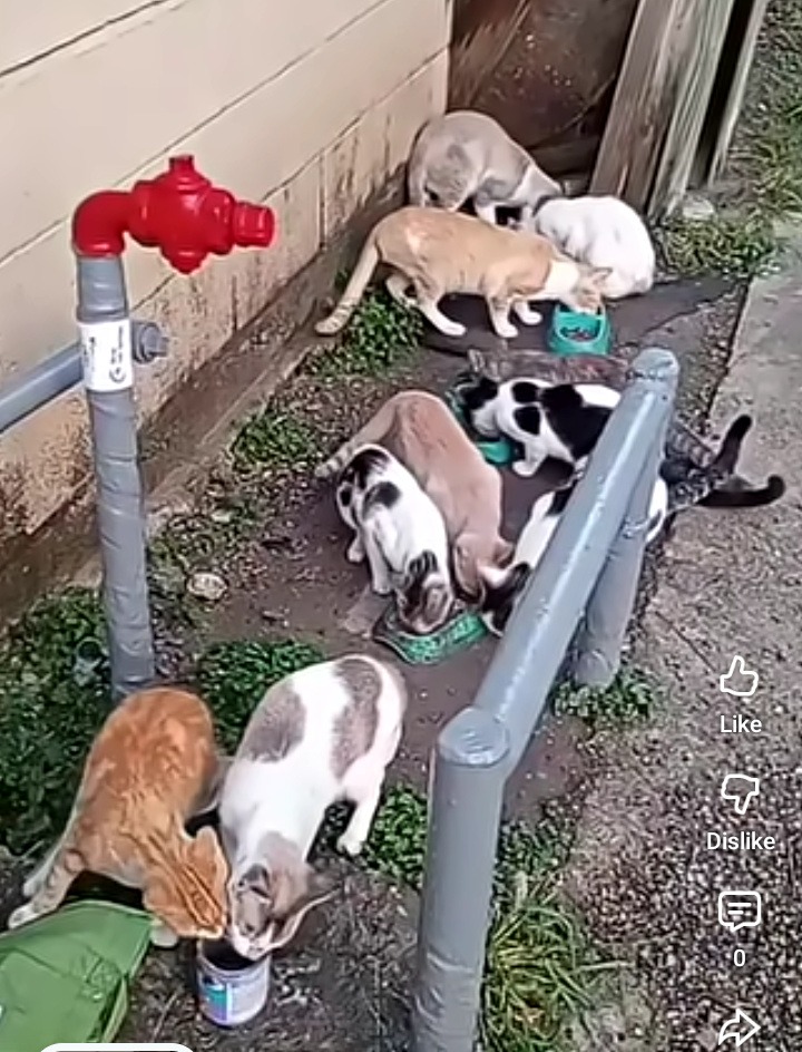 Help Steven feed his colony cats for two weeks. campaign photo, 4 of 5