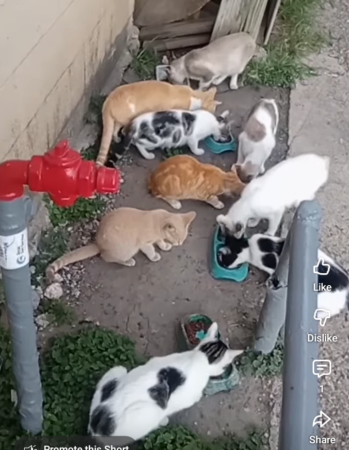 Help Steven feed his colony cats for two weeks. campaign photo, 2 of 5