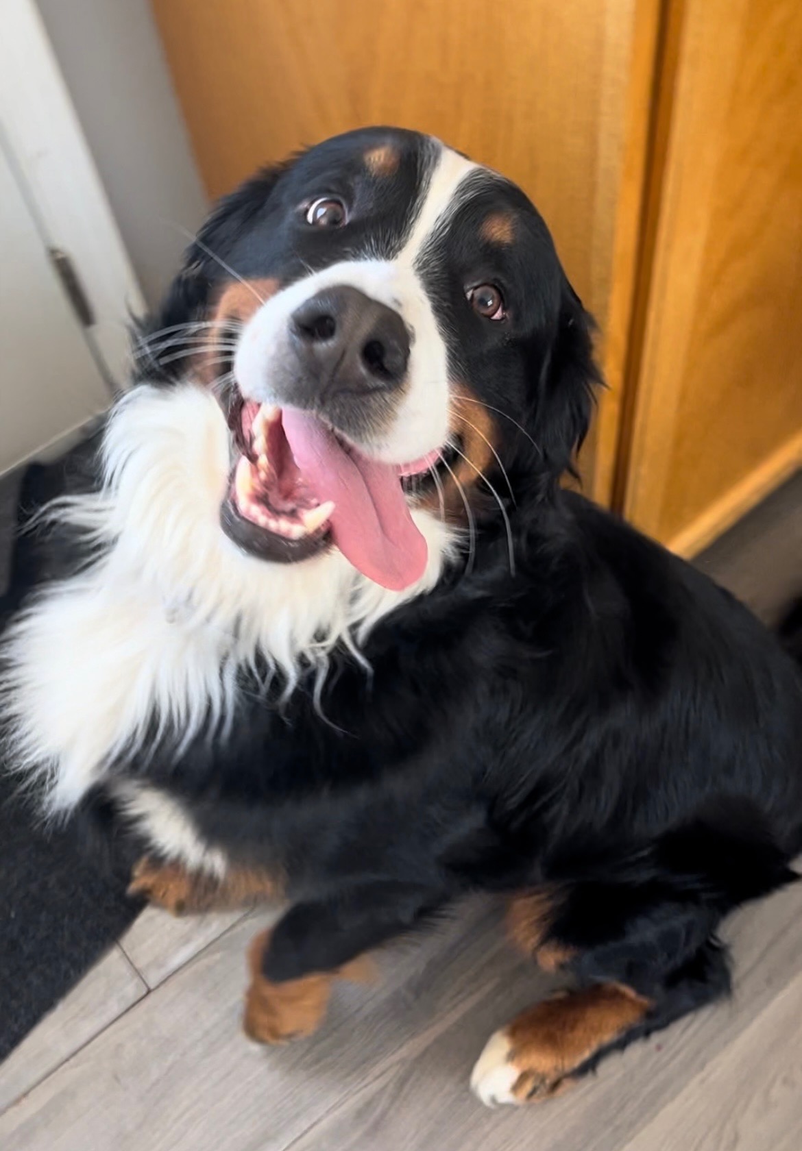 Bear’s Surgery campaign photo, 4 of 5