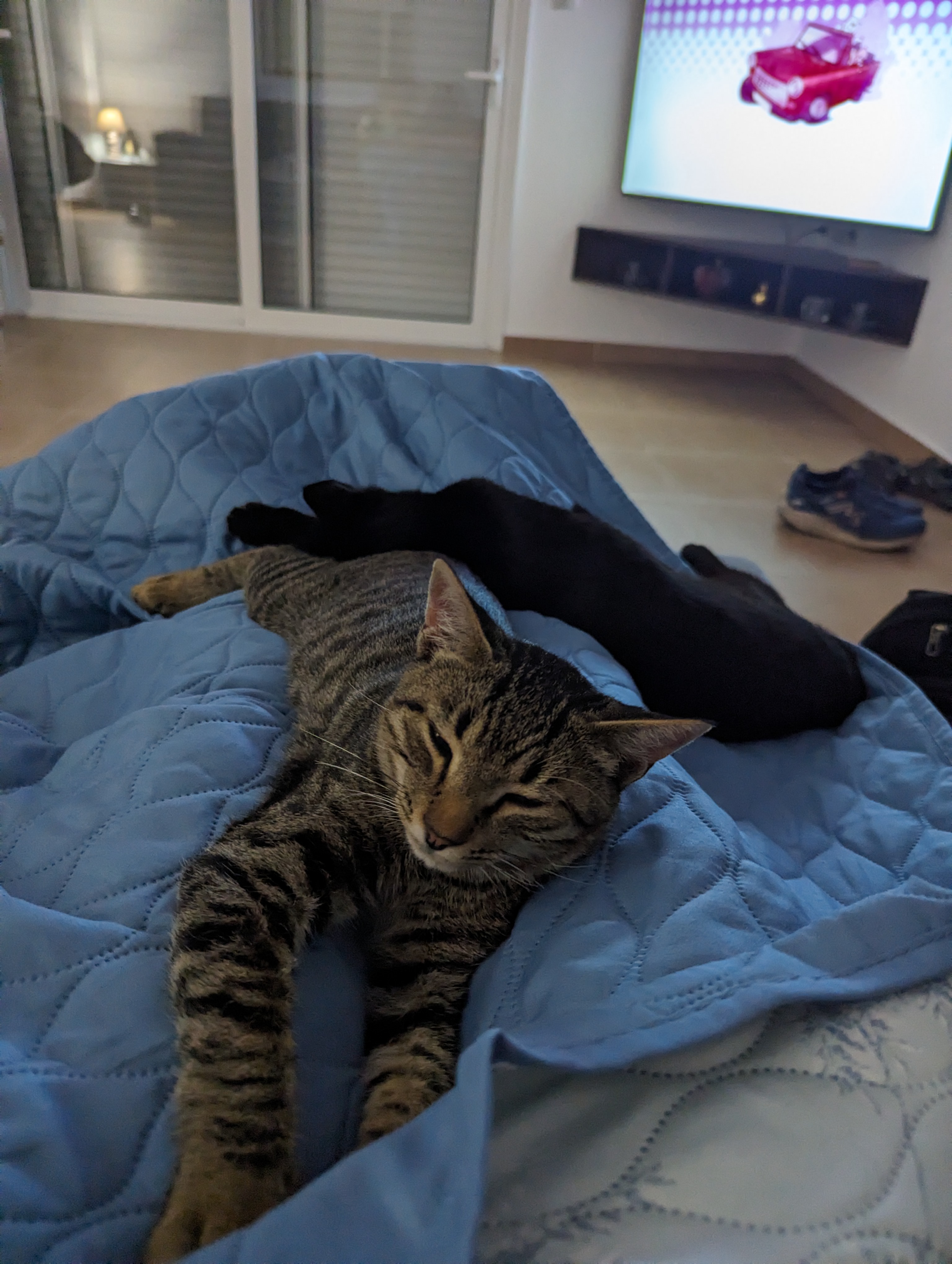 Help us save two Greek kittens! campaign photo, 2 of 8