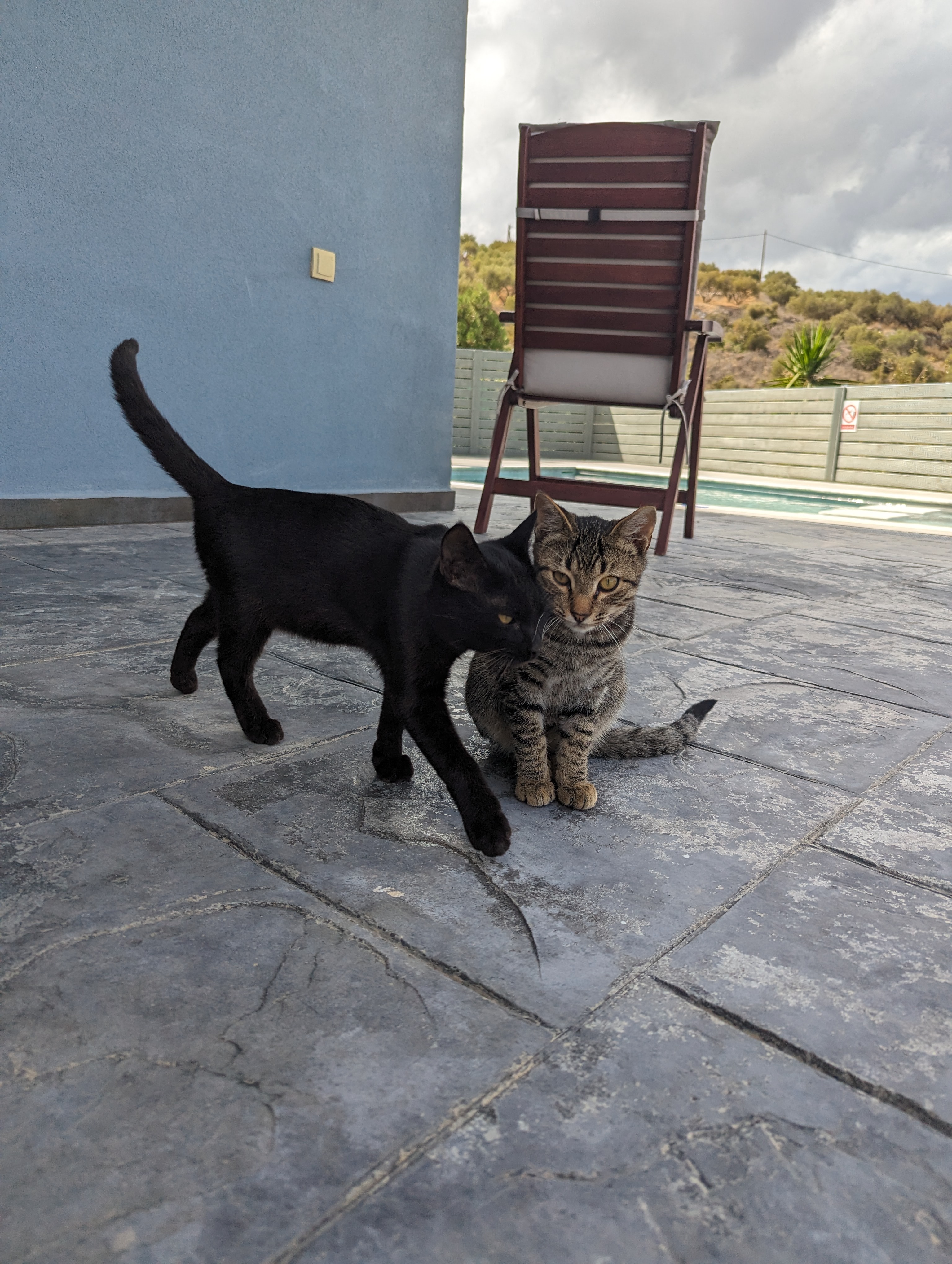 Help us save two Greek kittens! campaign photo, 4 of 8