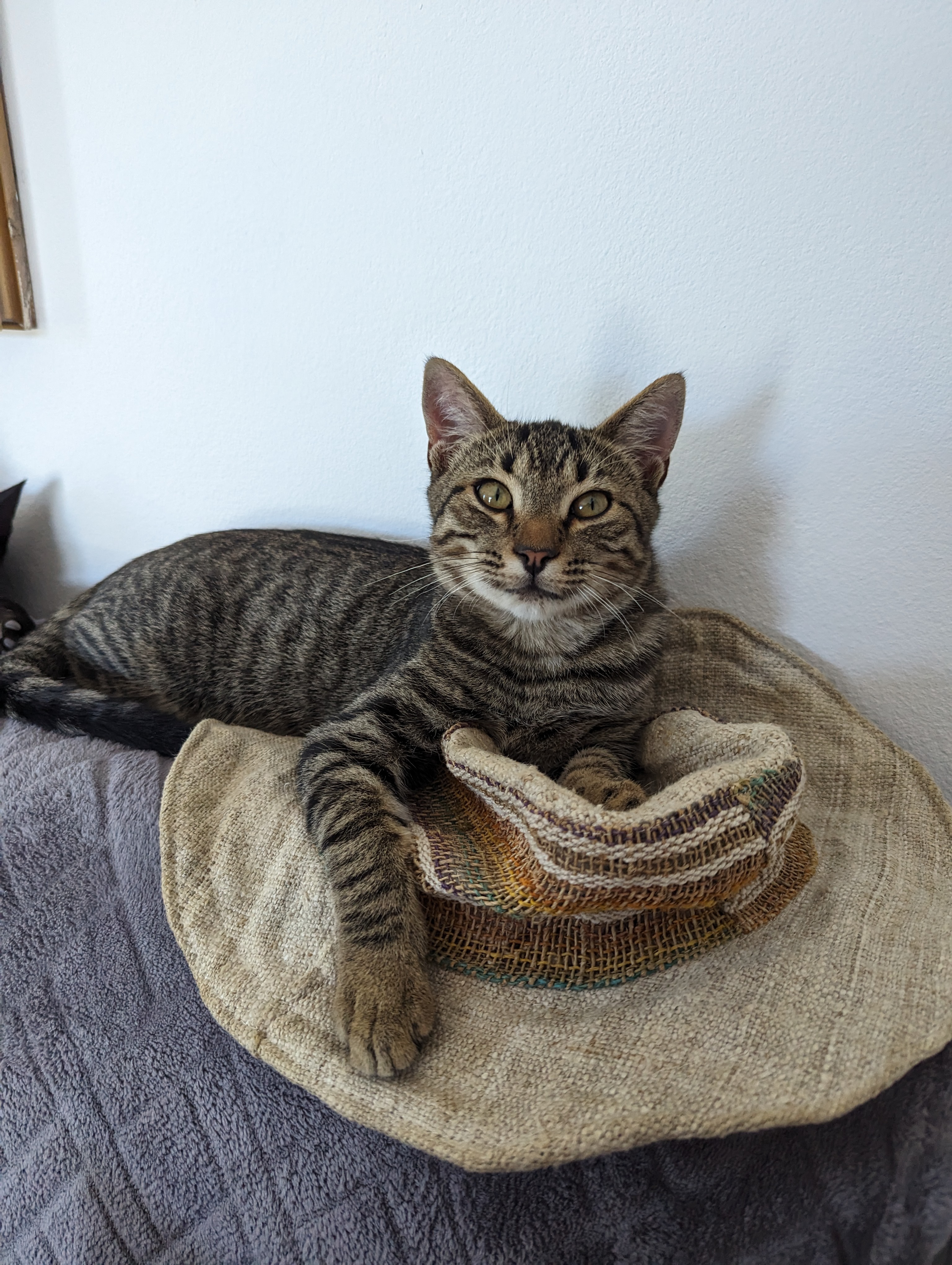Help us save two Greek kittens! campaign photo, 5 of 8