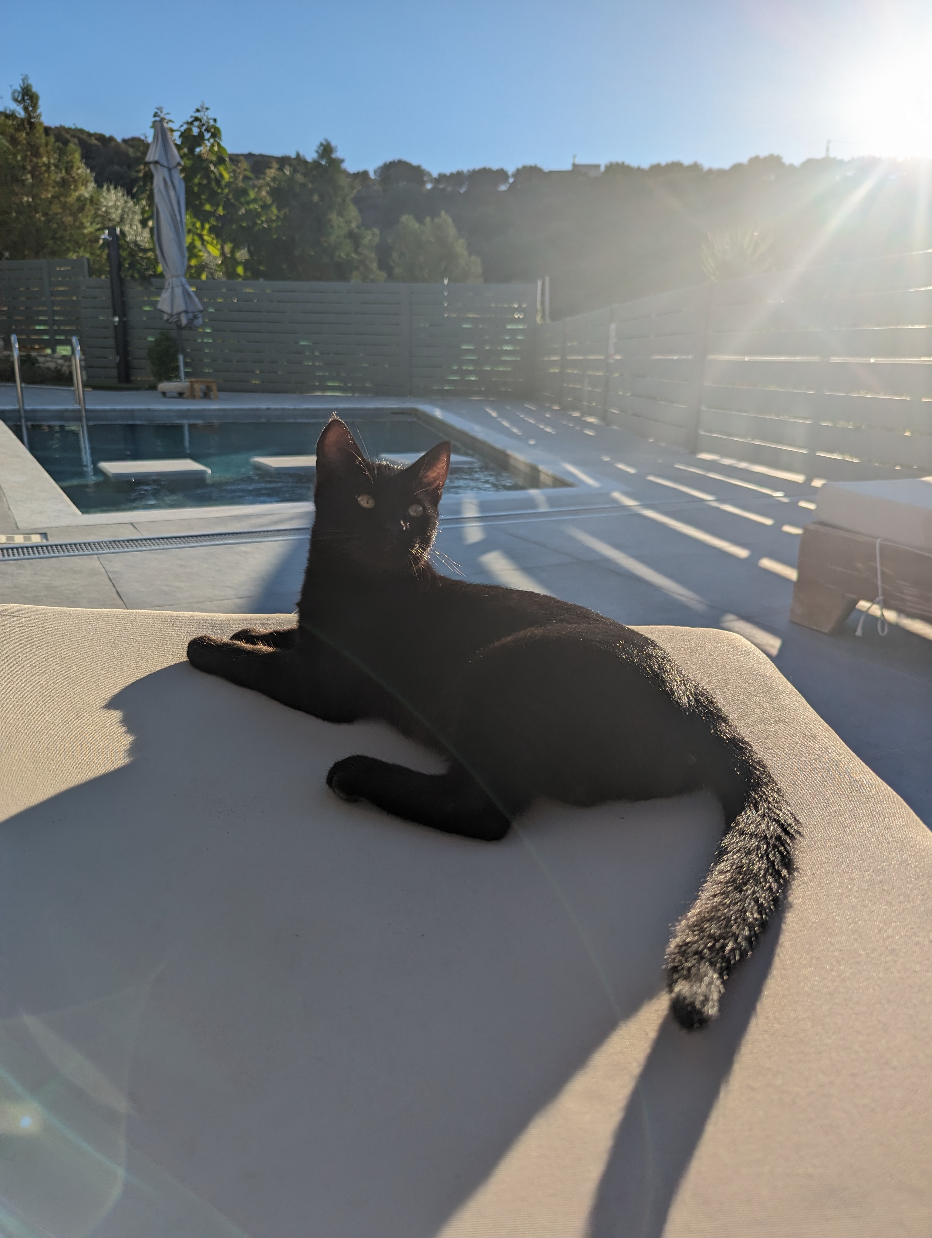 Help us save two Greek kittens! campaign photo, 6 of 8