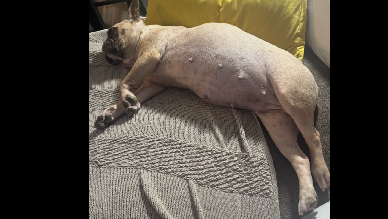 Maya French Bulldog Emergency Surgery Needed photo