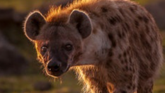 Help an 18yr therian move out of a toxic home photo