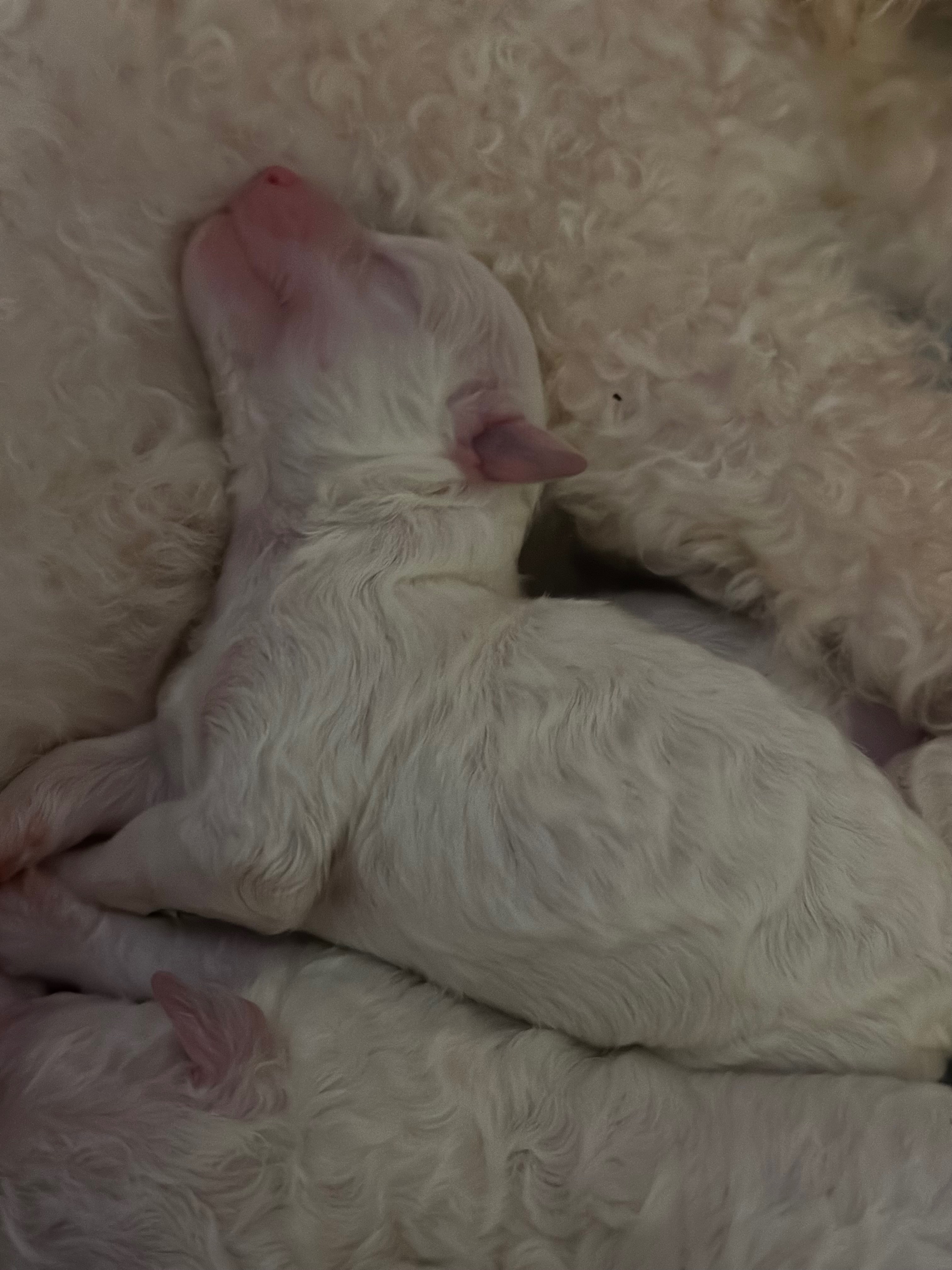 Help save Lucky the baby Bichón’s life…Second Surgery Needed campaign photo, 7 of 8