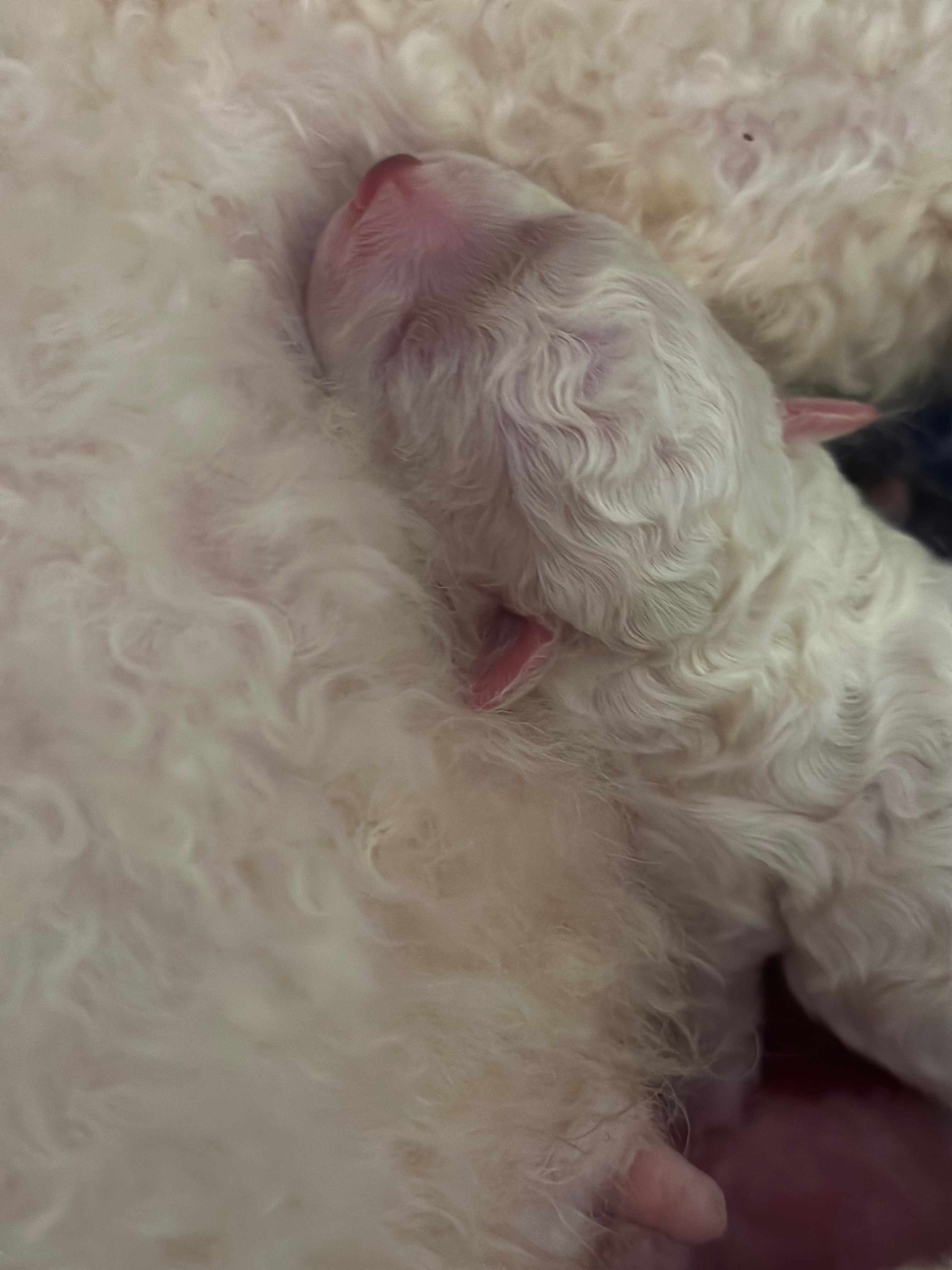 Help save Lucky the baby Bichón’s life…Second Surgery Needed campaign photo, 2 of 8