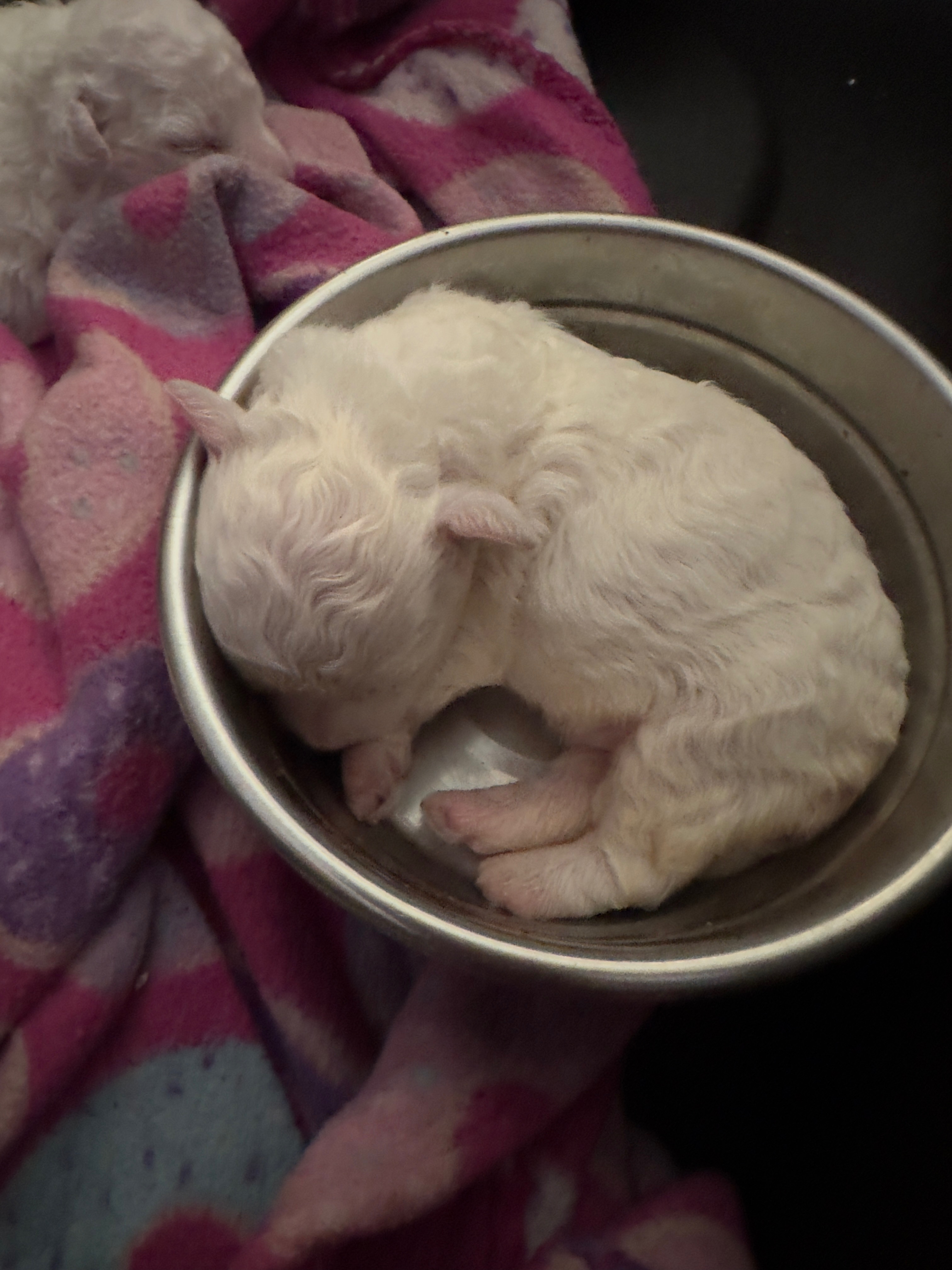 Help save Lucky the baby Bichón’s life…Second Surgery Needed campaign photo, 4 of 8