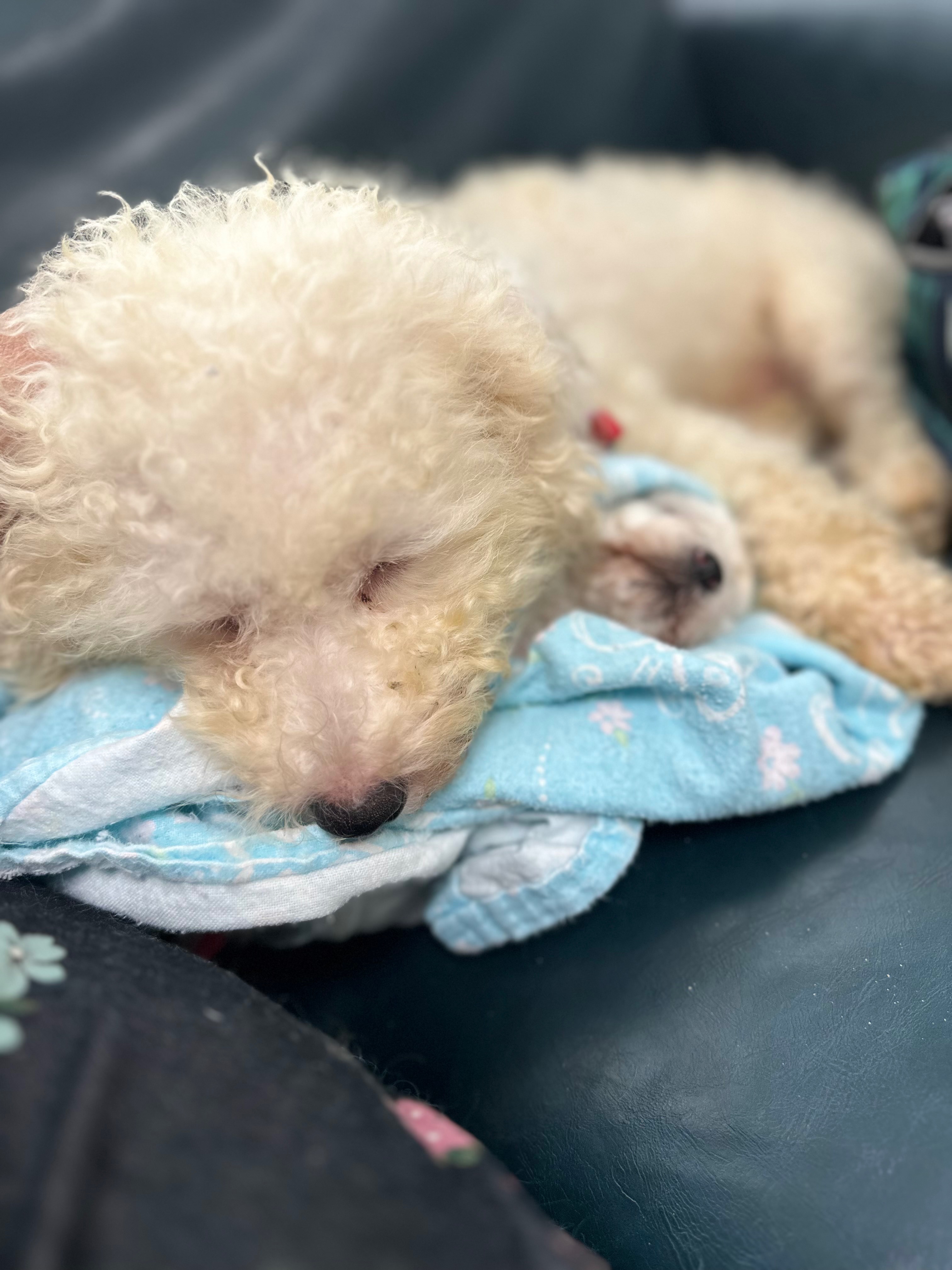 Help save Lucky the baby Bichón’s life…Second Surgery Needed campaign photo, 5 of 8