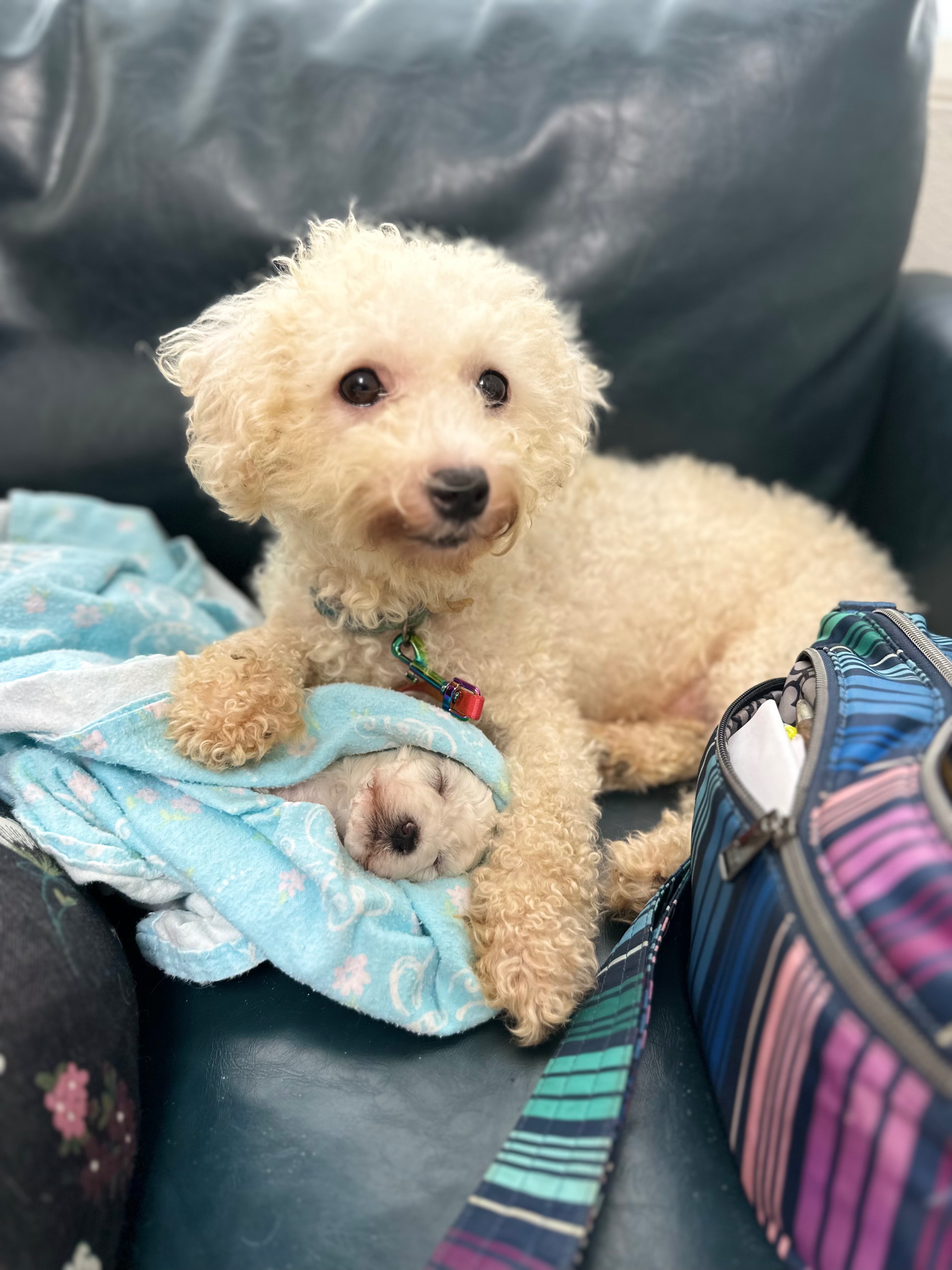 Help save Lucky the baby Bichón’s life…Second Surgery Needed campaign photo, 6 of 8