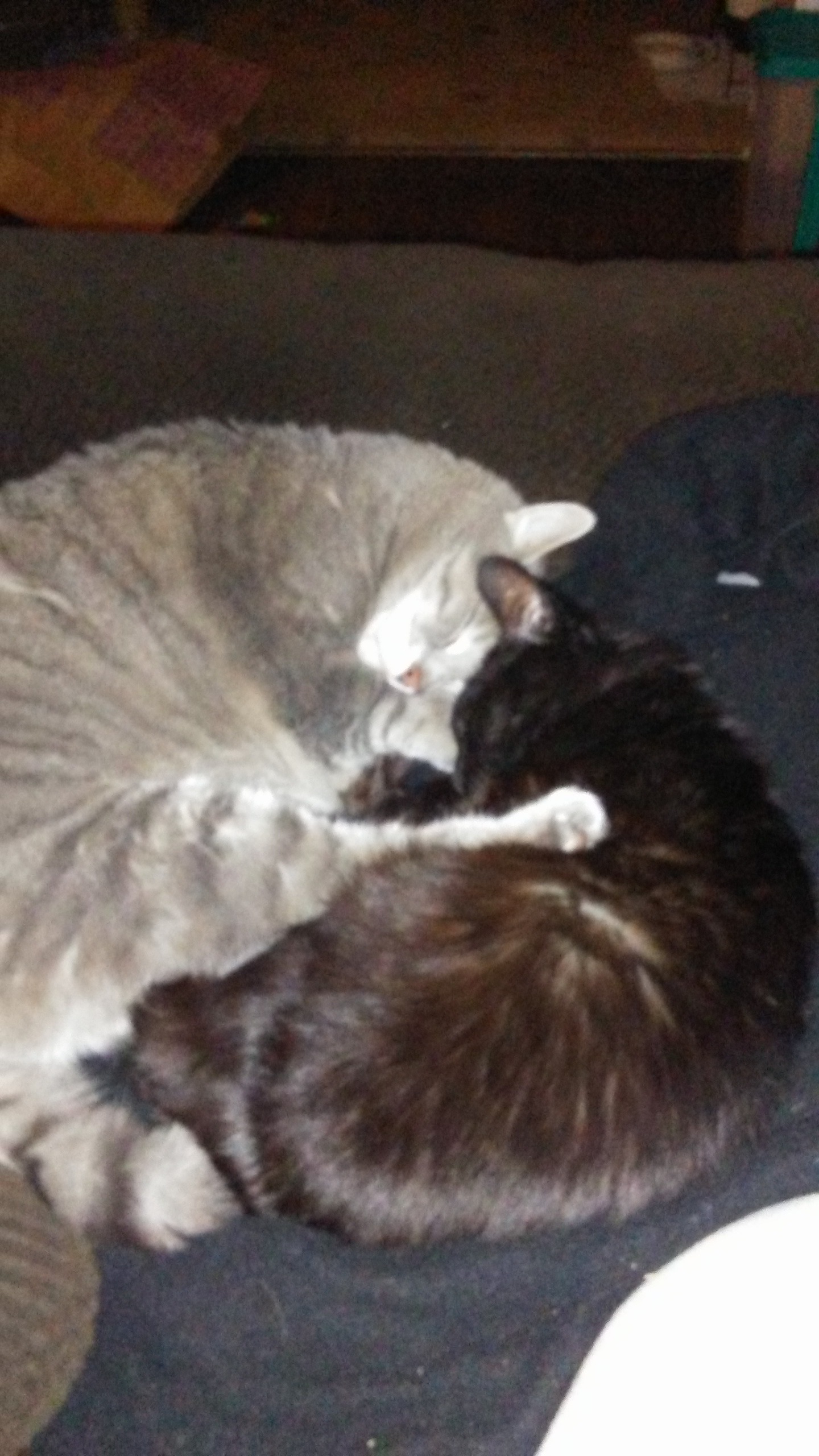 Help Corey Pound Build a Healing Cat Café for Strays and Sou campaign photo, 7 of 8