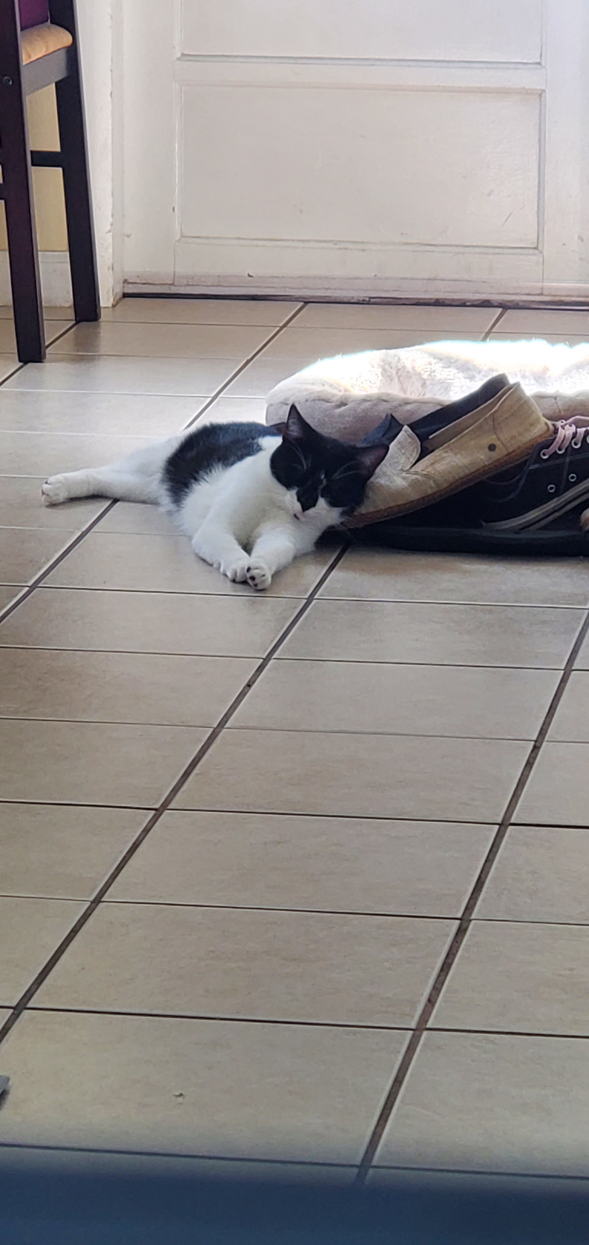 Help Corey Pound Build a Healing Cat Café for Strays and Sou campaign photo, 2 of 8
