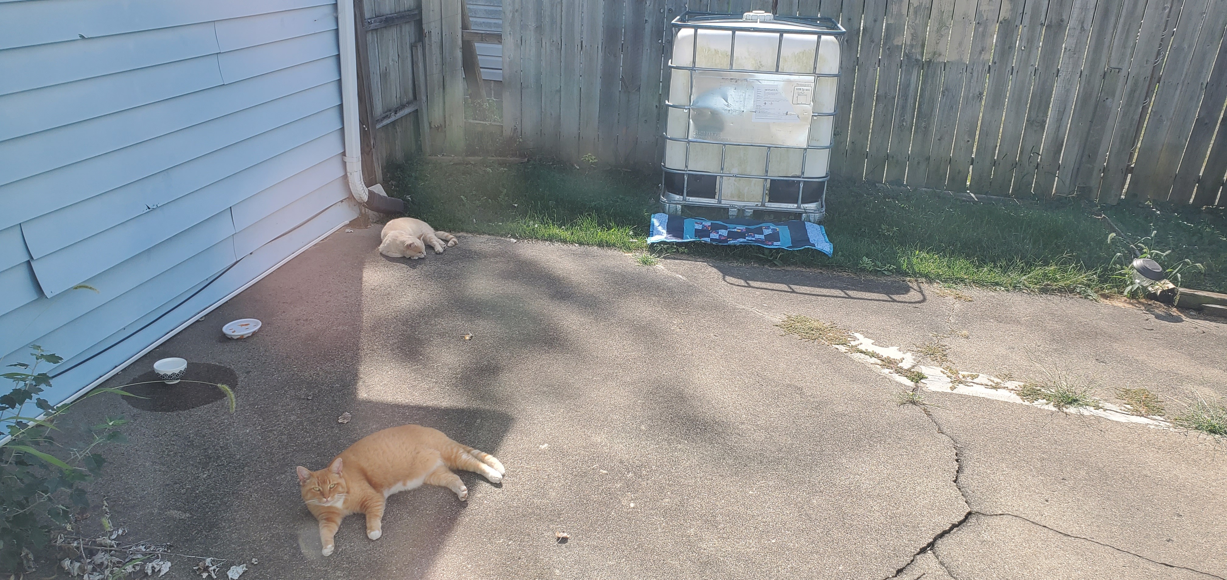 Help Corey Pound Build a Healing Cat Café for Strays and Sou campaign photo, 4 of 8