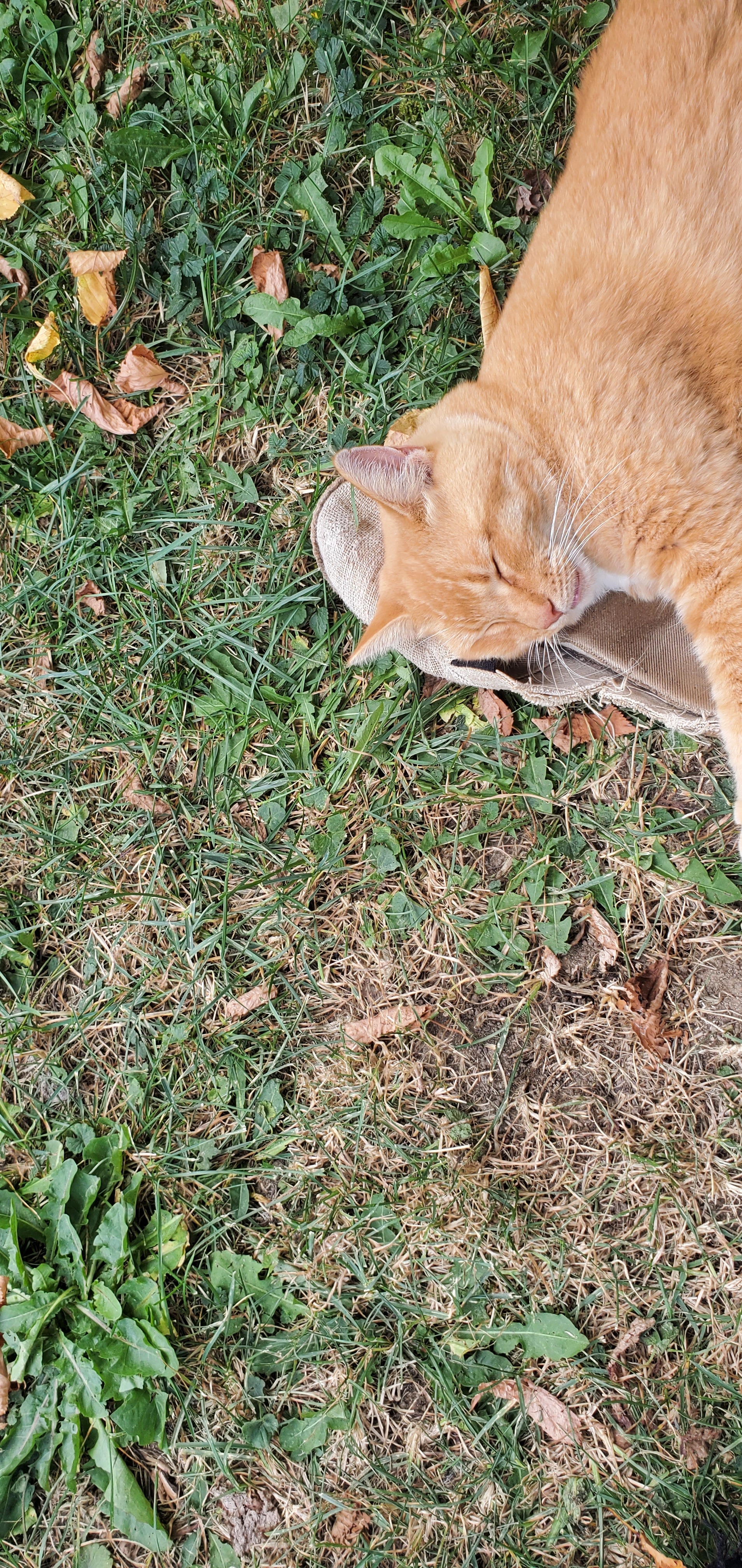 Help Corey Pound Build a Healing Cat Café for Strays and Sou campaign photo, 5 of 8