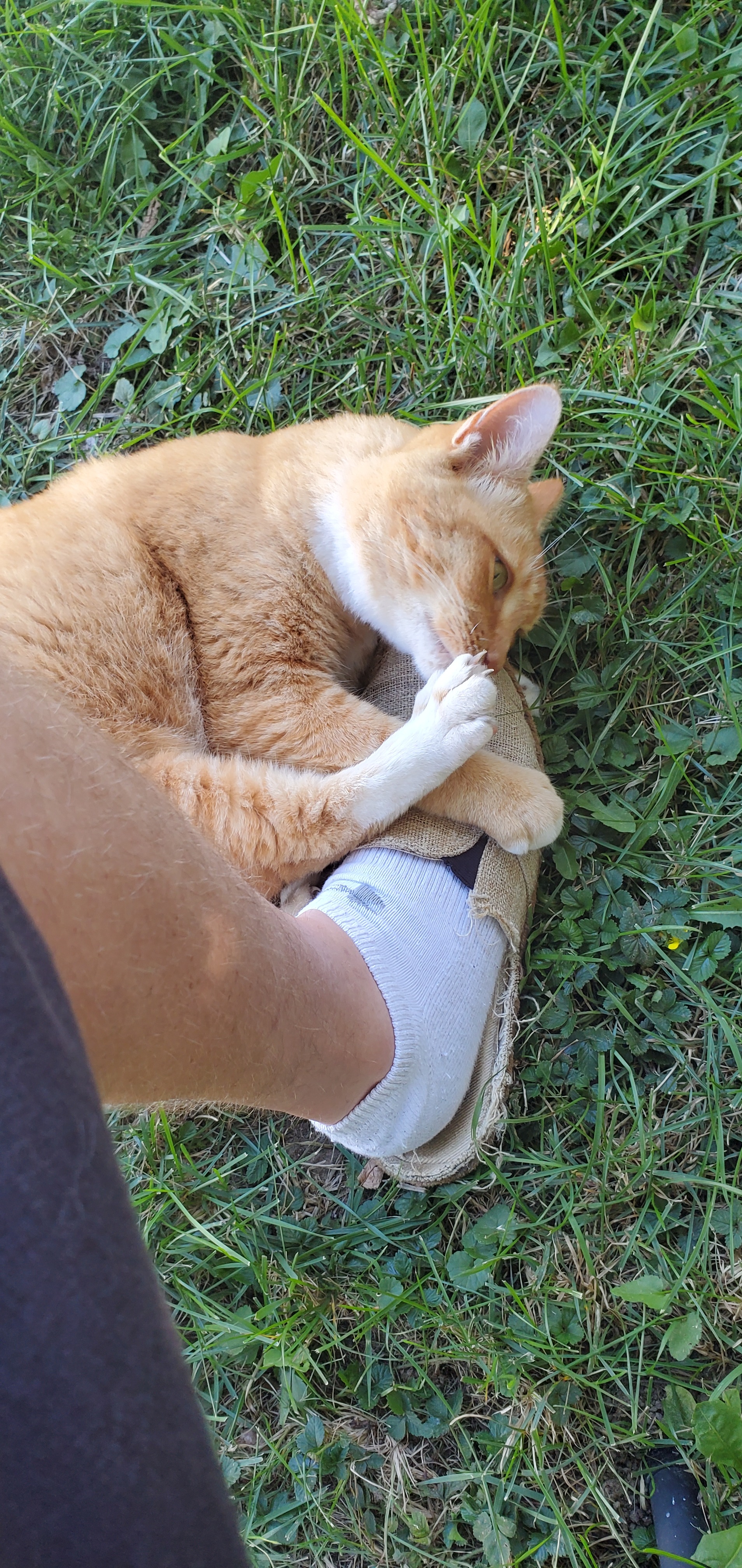 Help Corey Pound Build a Healing Cat Café for Strays and Sou campaign photo, 6 of 8