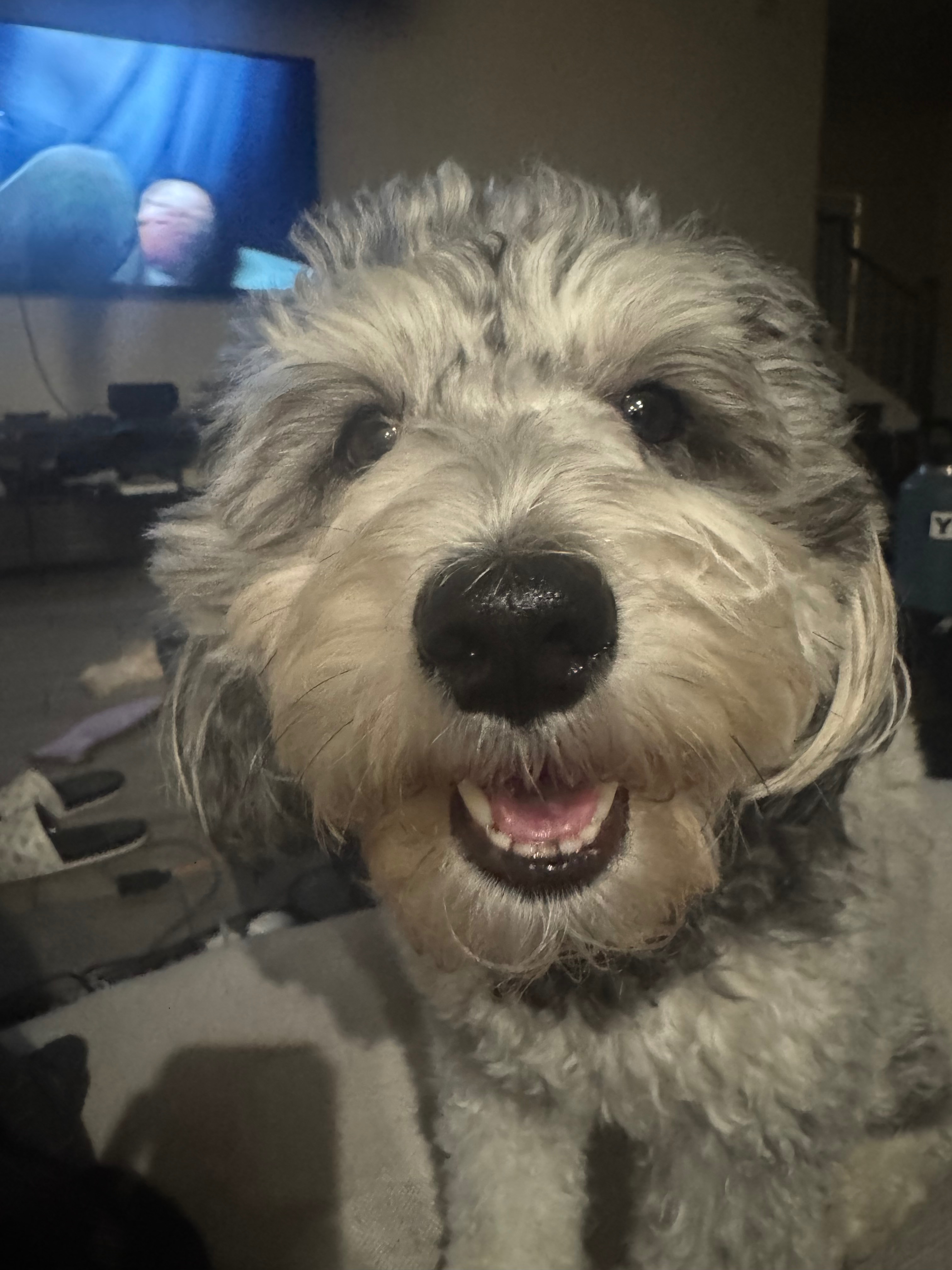 Save Georgia: Support Essie's Emergency Vet Bills campaign photo, 2 of 8