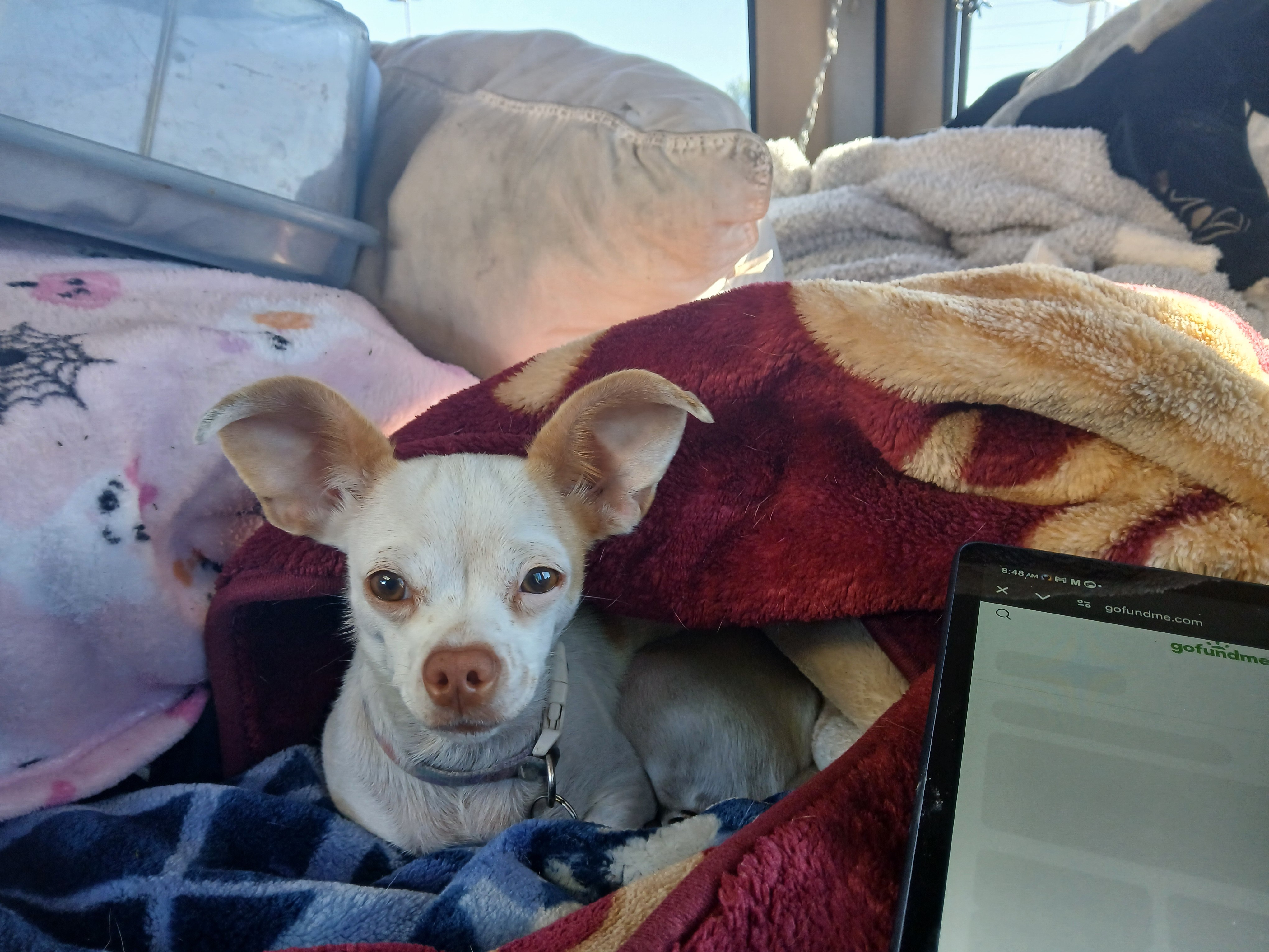 Give saddie a Yard to Play: Help Ann and Kevin campaign photo, 4 of 6