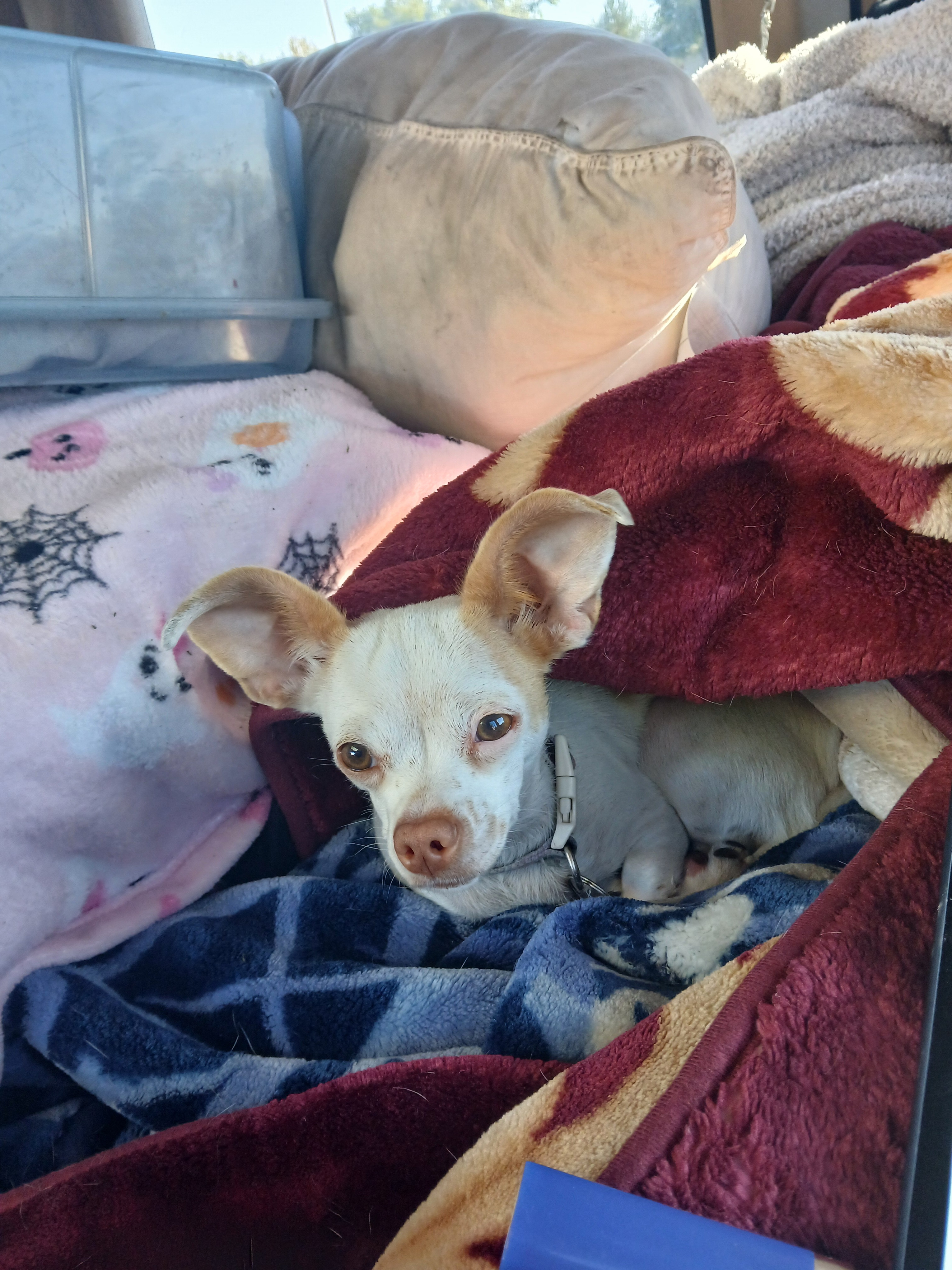Give saddie a Yard to Play: Help Ann and Kevin campaign photo, 2 of 6