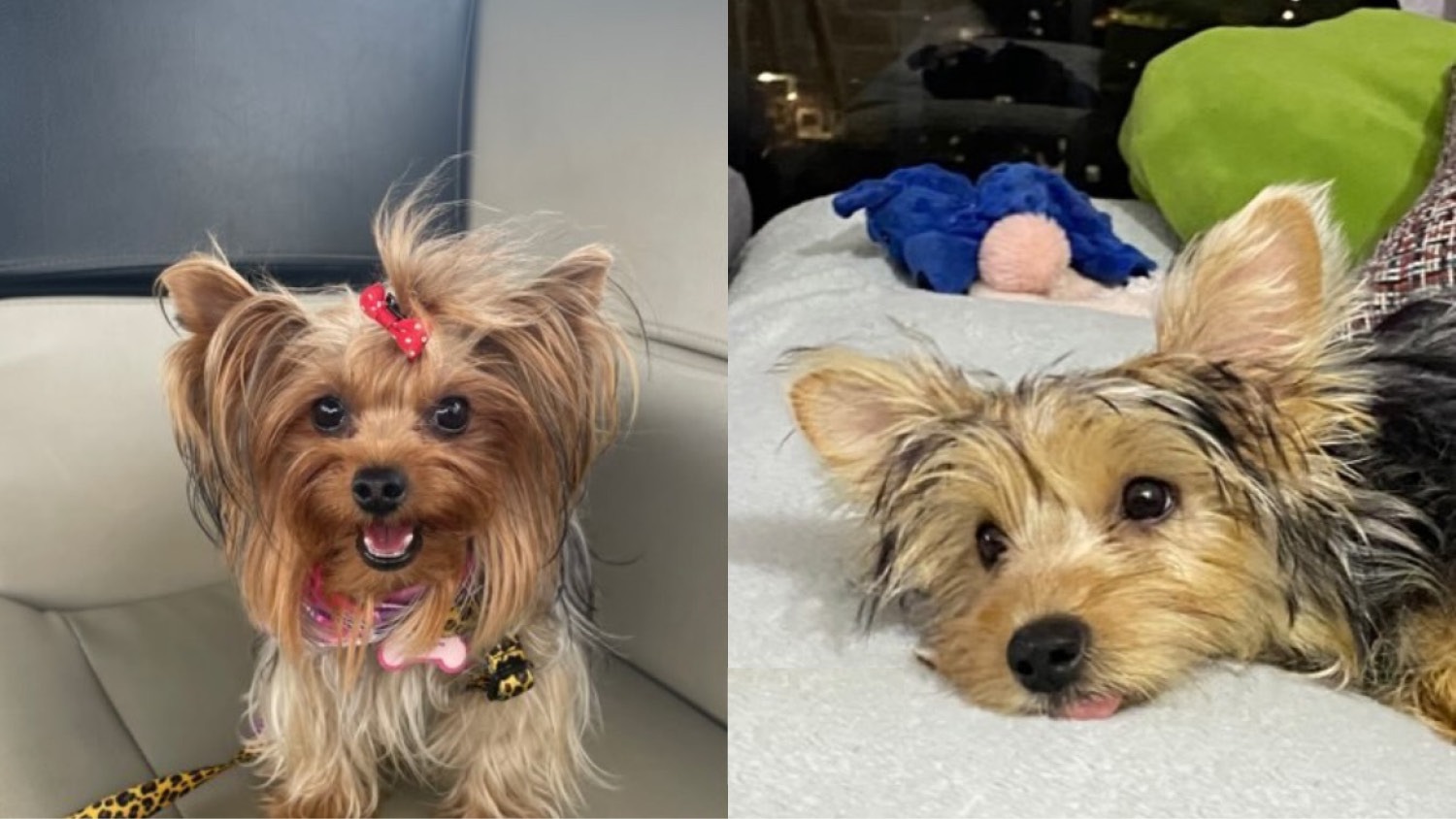 Bring Two Yorkies Home to Their Parents: Colombia to NYC campaign photo, 5 of 6