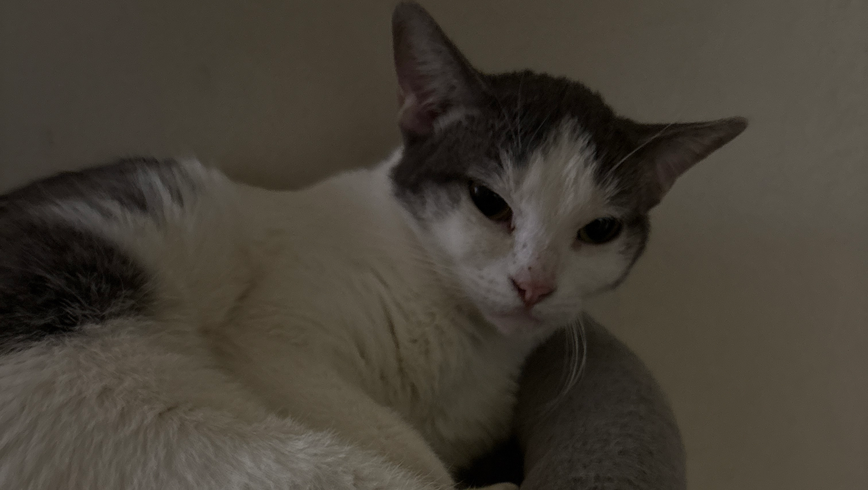 Support Princess with Food and Medical Care photo