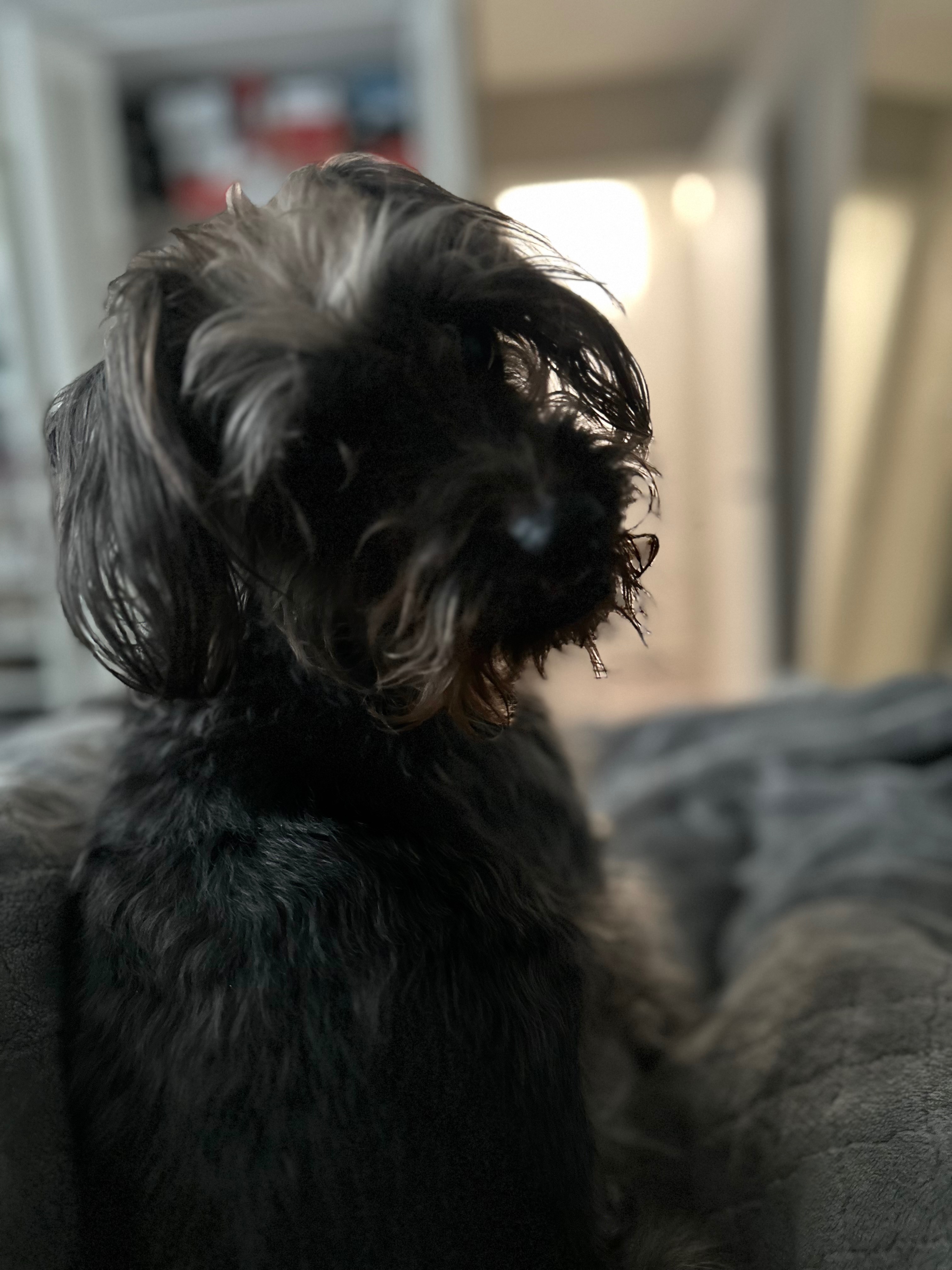 Save Zuley: A Beloved Companion's Fight campaign photo, 4 of 7
