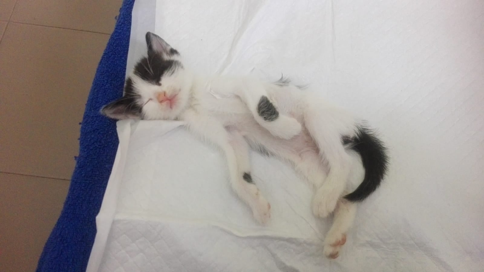 Our stray cats need urgent veterinary care campaign photo, 7 of 8