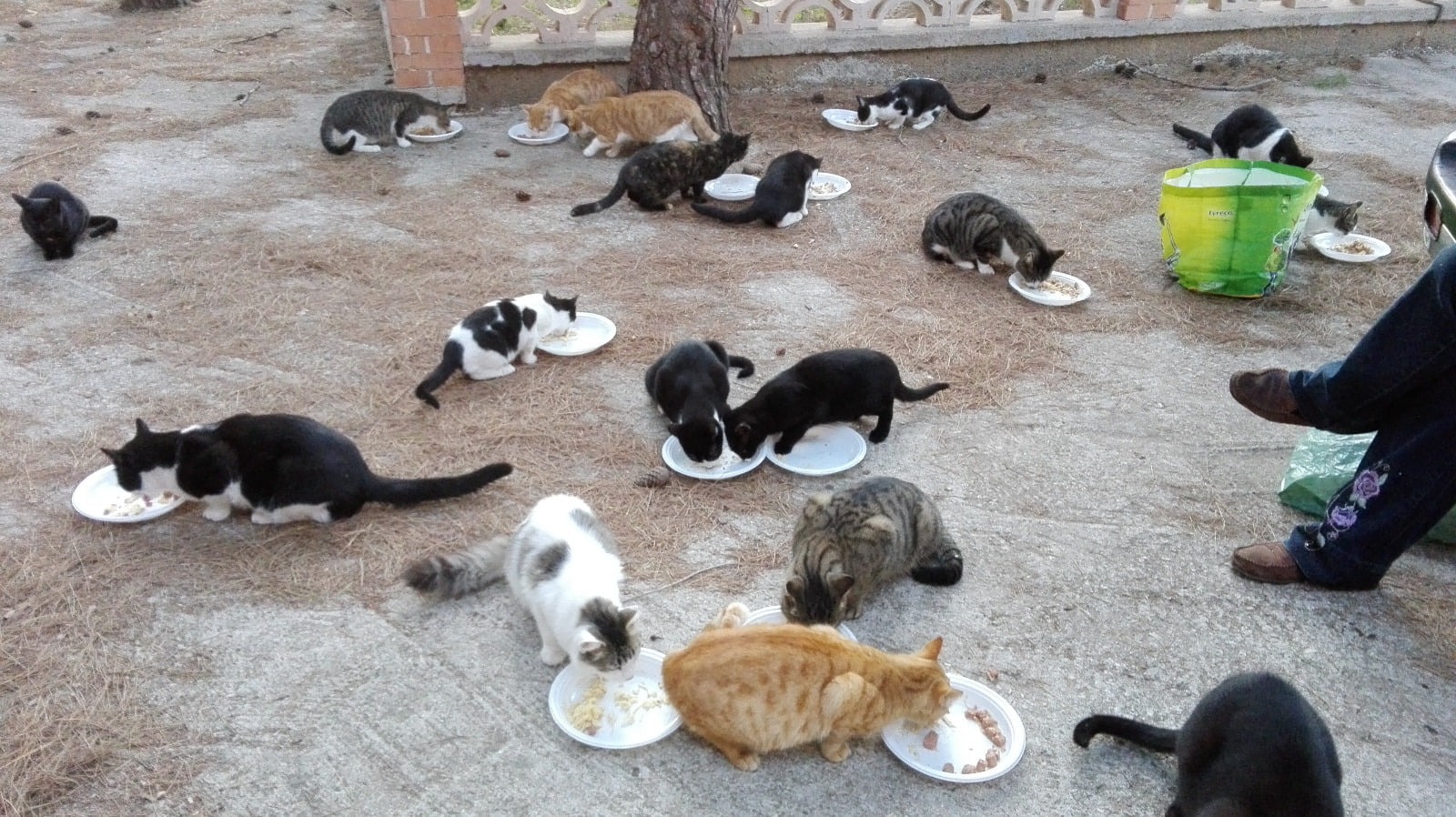 Our stray cats need urgent veterinary care campaign photo, 4 of 8