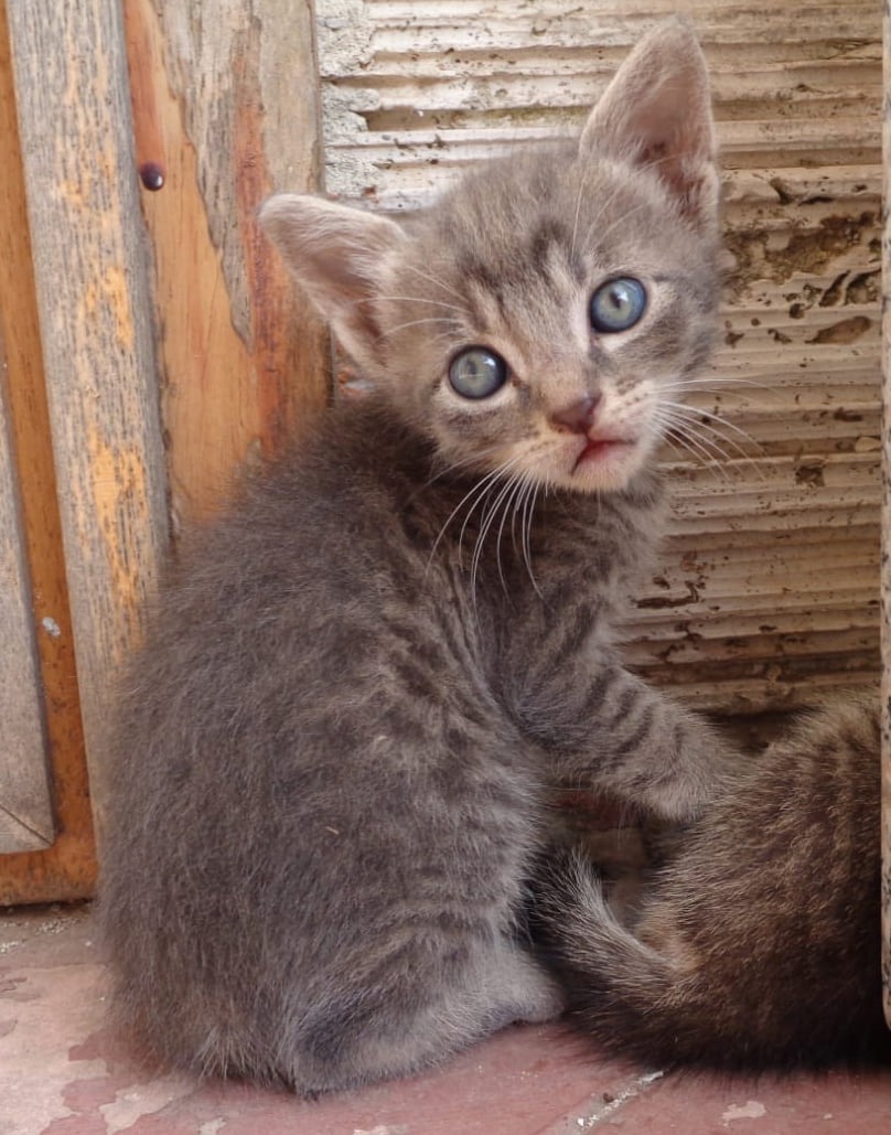 Our stray cats need urgent veterinary care campaign photo, 6 of 8