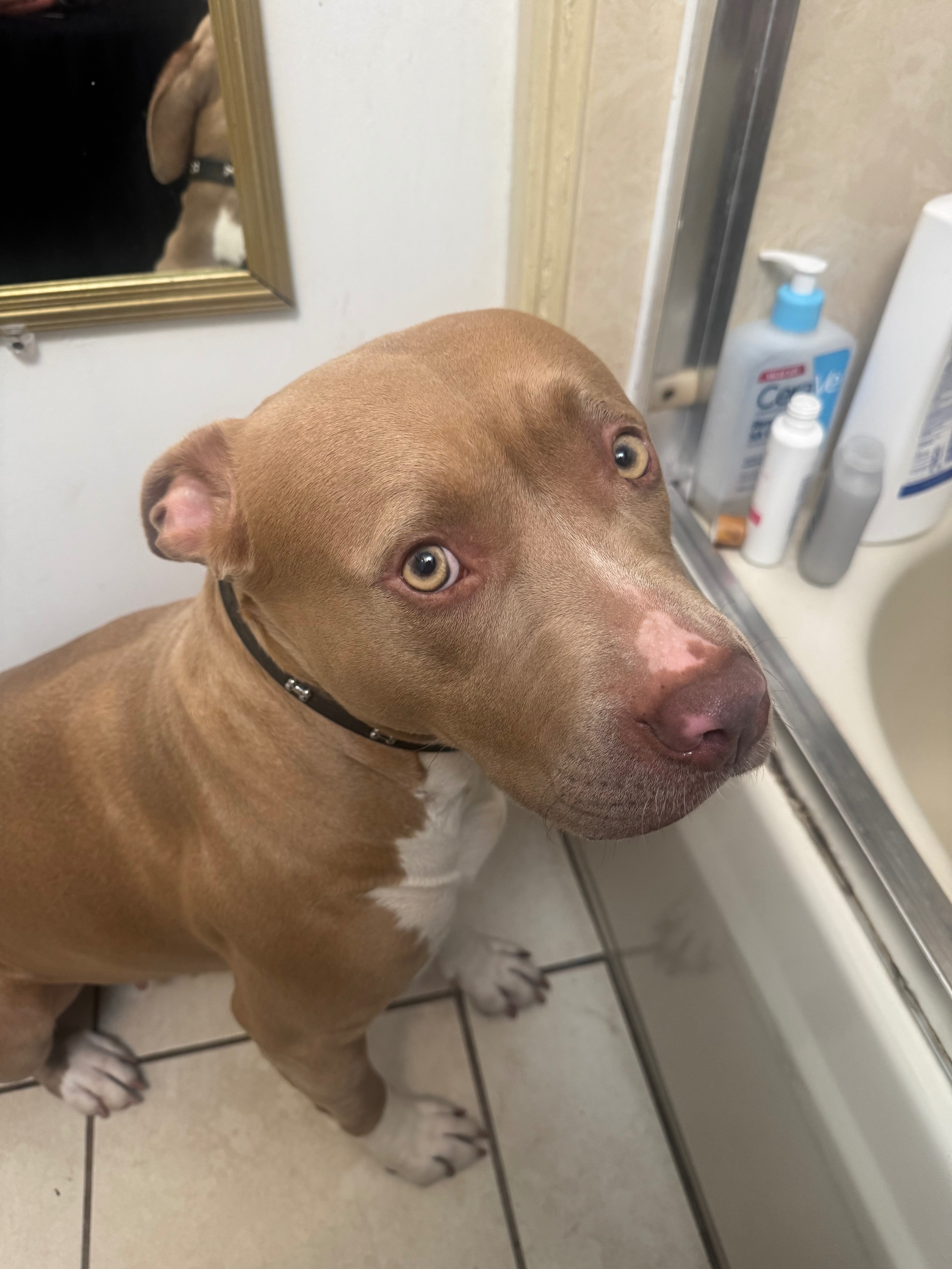 Save Coqueta: Emergency Surgery Needed campaign photo, 2 of 6