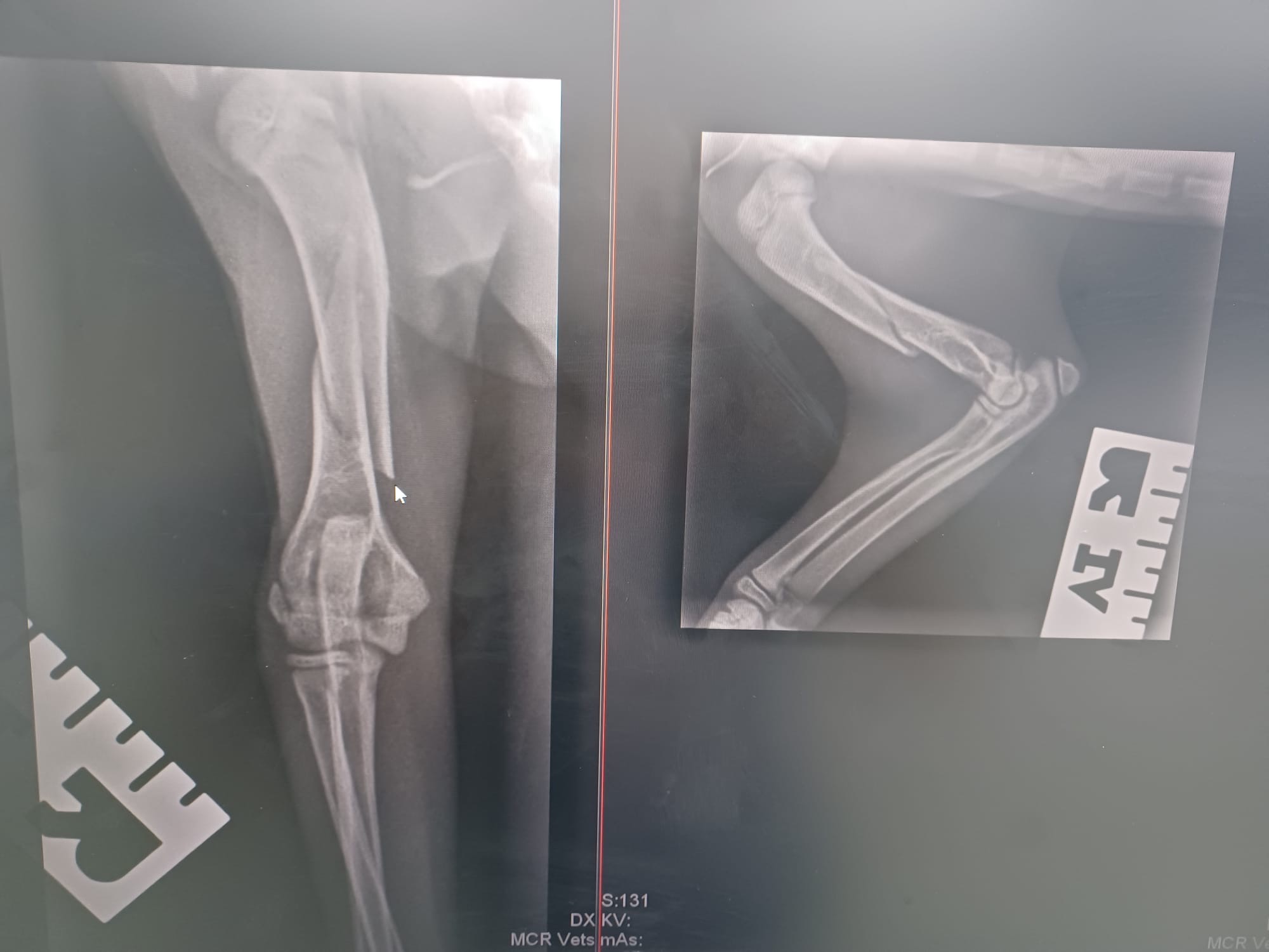 Save Sparky’s Leg. Urgent Help Needed for 12-Week-Old Kitten campaign photo, 7 of 7