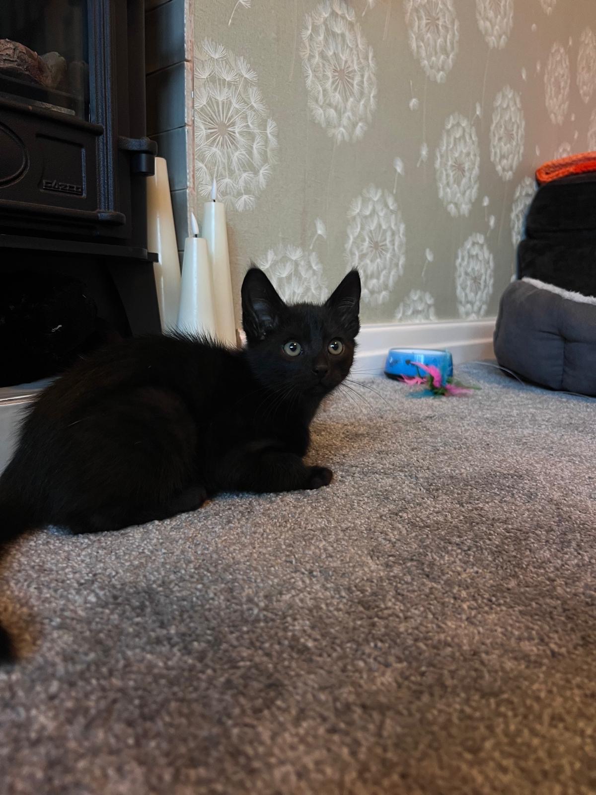 Save Sparky’s Leg. Urgent Help Needed for 12-Week-Old Kitten campaign photo, 2 of 7