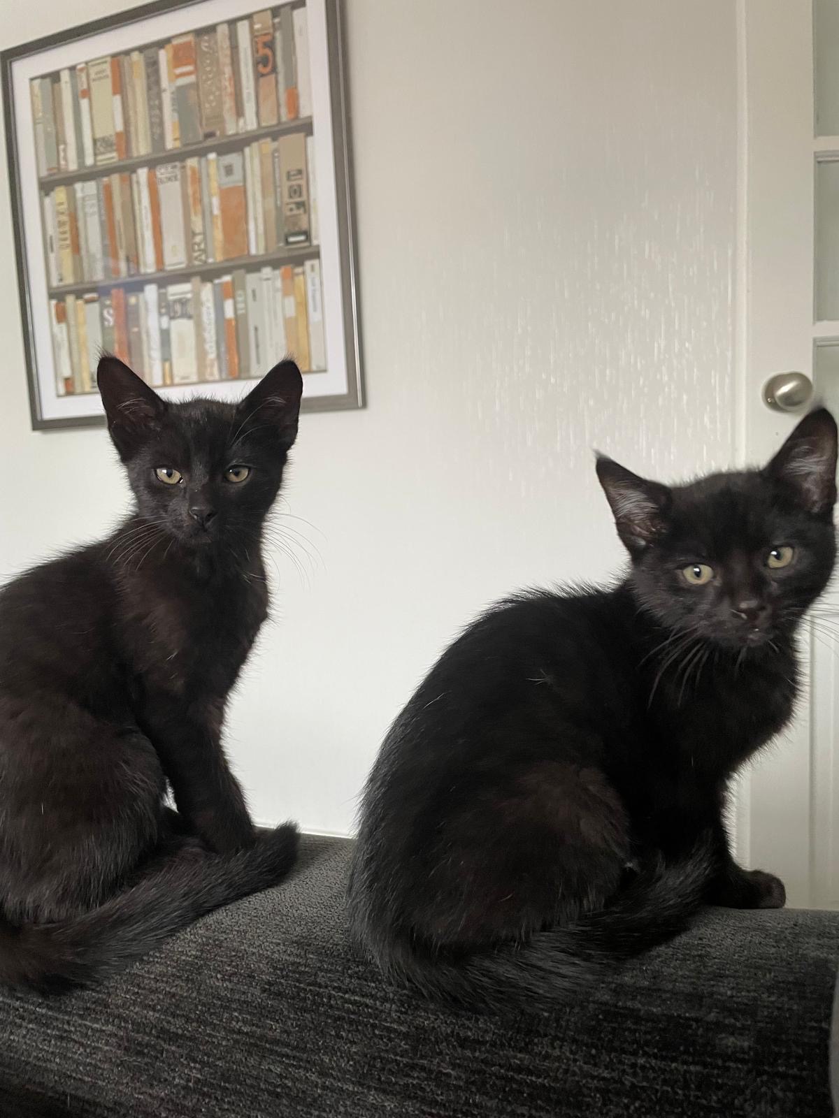 Save Sparky’s Leg. Urgent Help Needed for 12-Week-Old Kitten campaign photo, 4 of 7