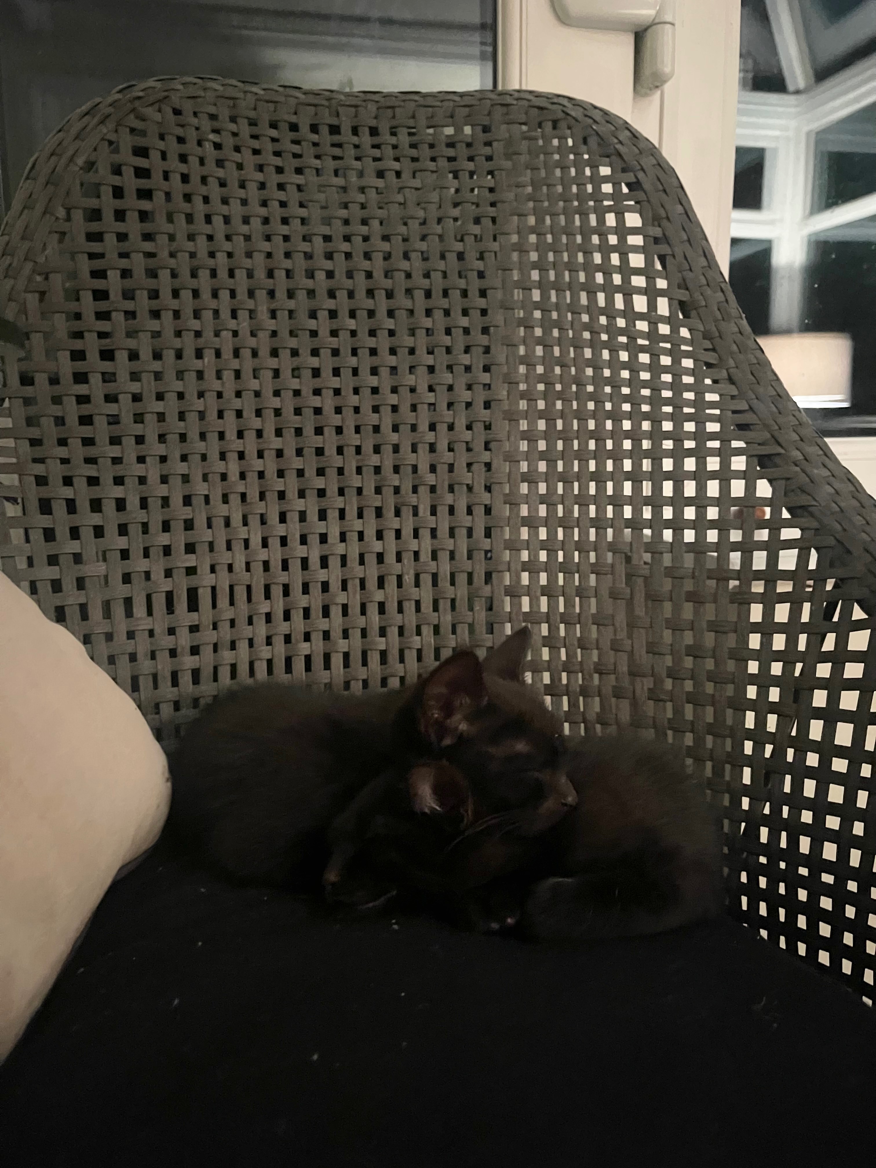 Save Sparky’s Leg. Urgent Help Needed for 12-Week-Old Kitten campaign photo, 5 of 7
