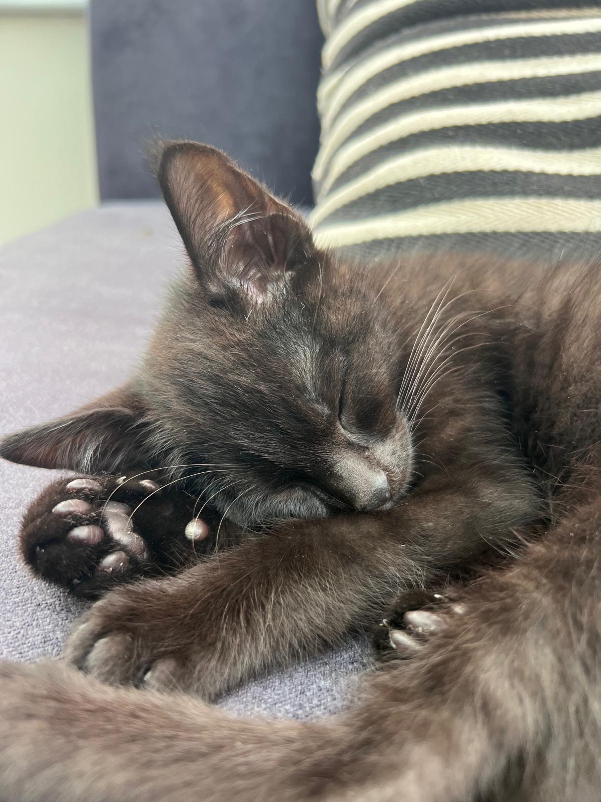 Save Sparky’s Leg. Urgent Help Needed for 12-Week-Old Kitten campaign photo, 6 of 7