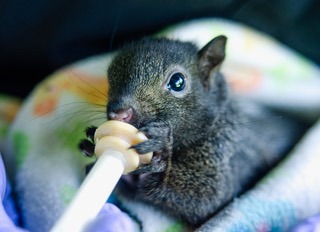 Help TSE Wildlife Center Become a 501(c)(3) campaign photo, 6 of 7