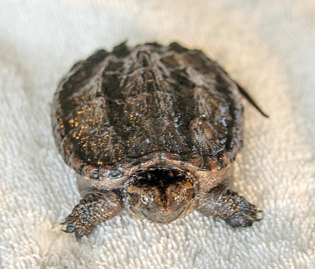 Help TSE Wildlife Center Become a 501(c)(3) campaign photo, 2 of 7